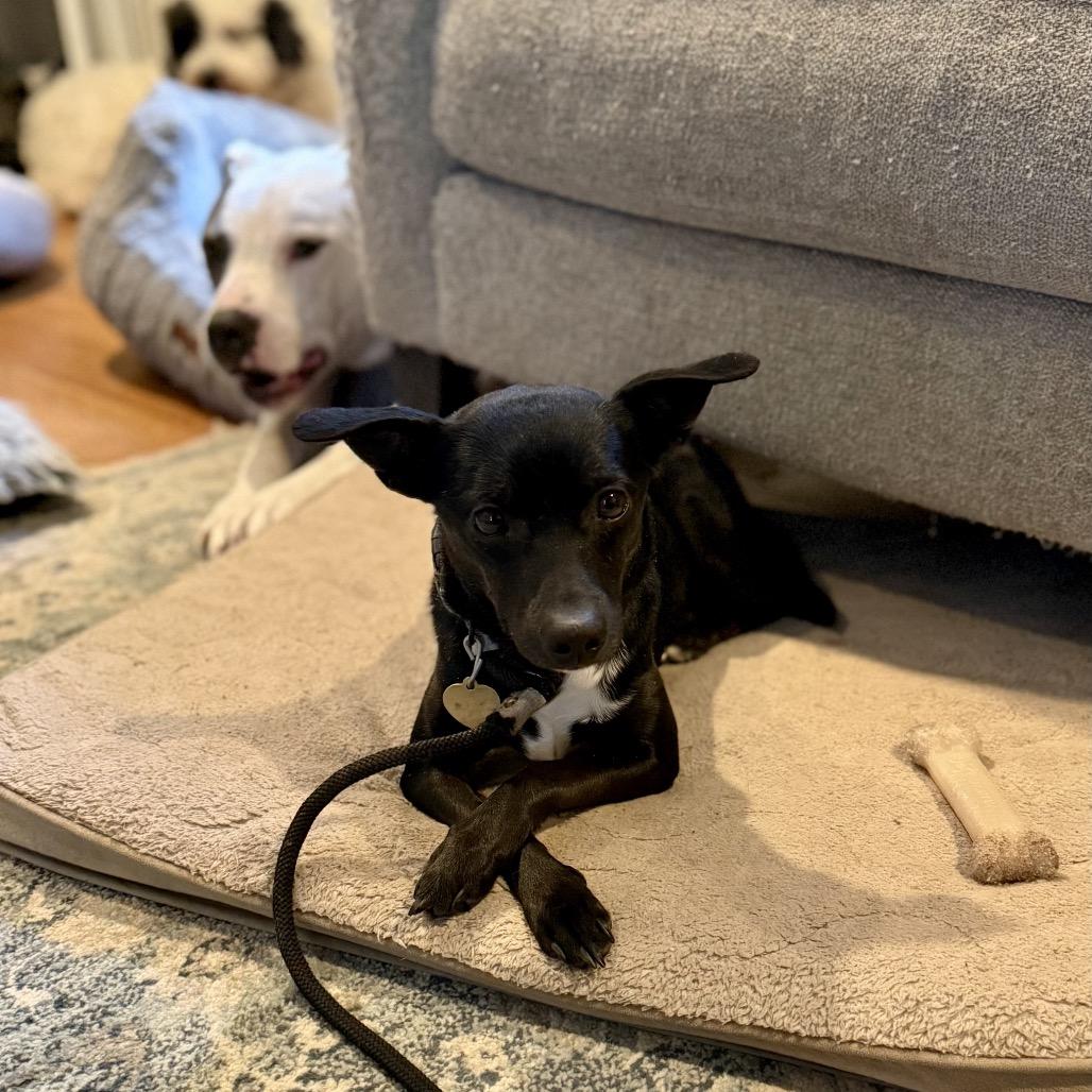 Enlarge Walt, a Adoptable mixed breed in Metamora, MI image 3/6