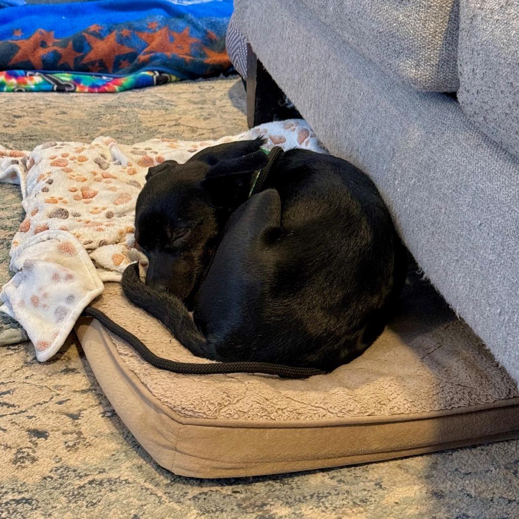 Enlarge Walt, a Adoptable mixed breed in Metamora, MI image 4/6