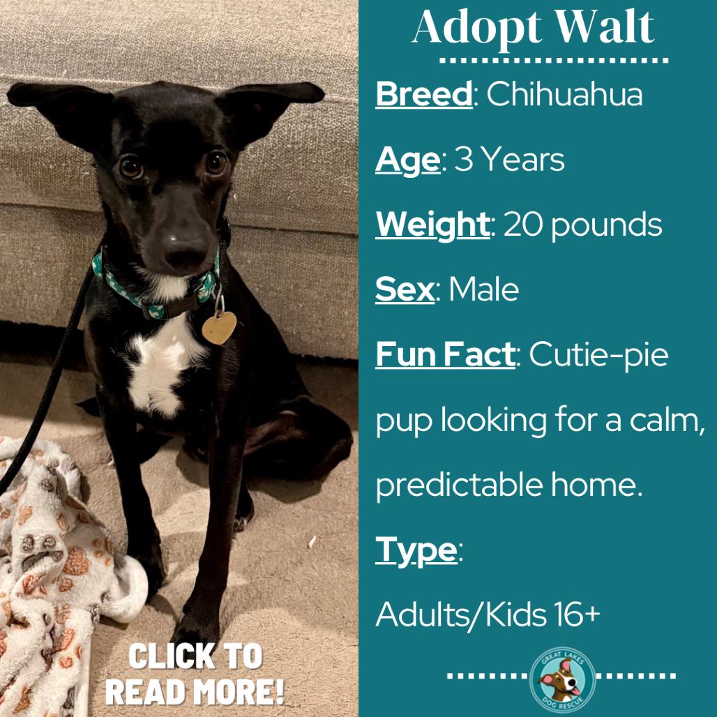 Enlarge Walt, a Adoptable mixed breed in Metamora, MI image 5/6