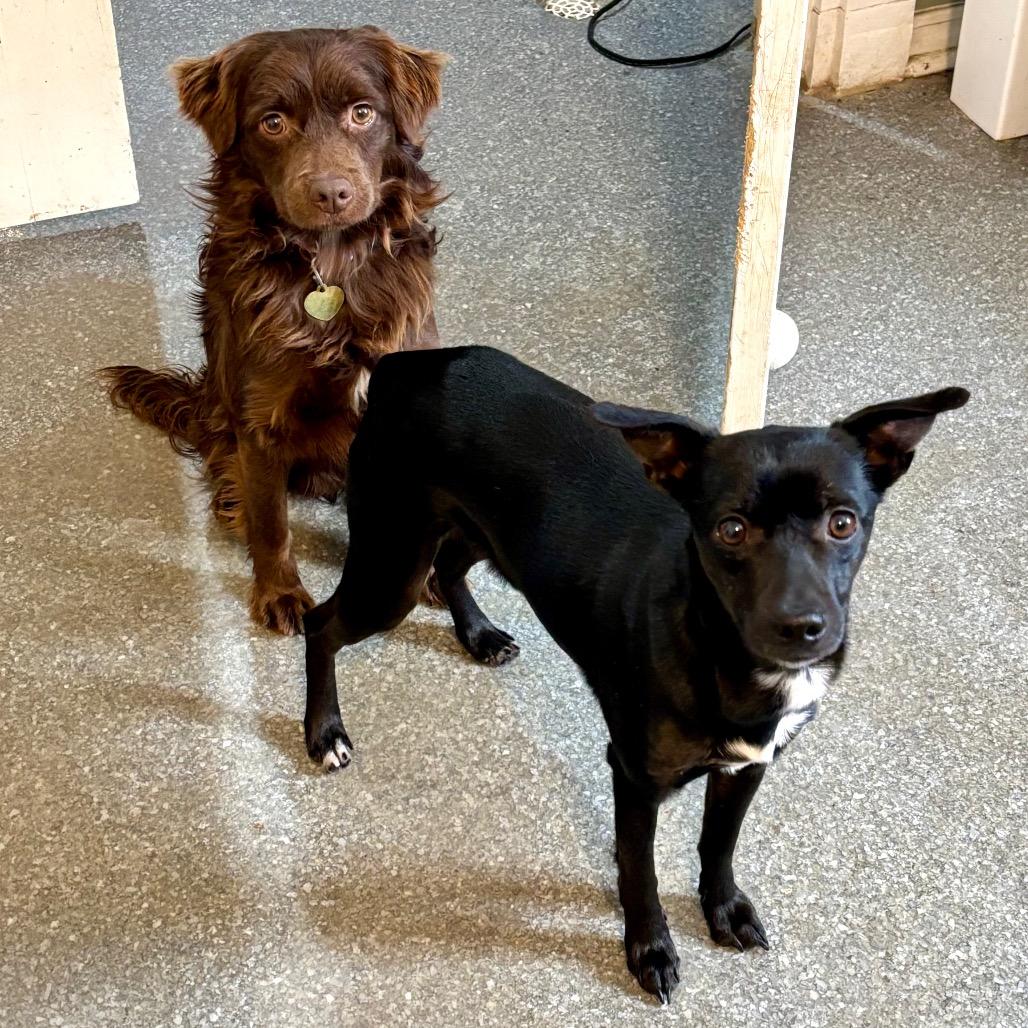 Enlarge Walt, a Adoptable mixed breed in Metamora, MI image 6/6