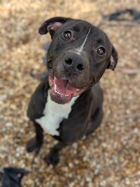 MERRIN, Adoptable, Adult Female Mixed Breed.