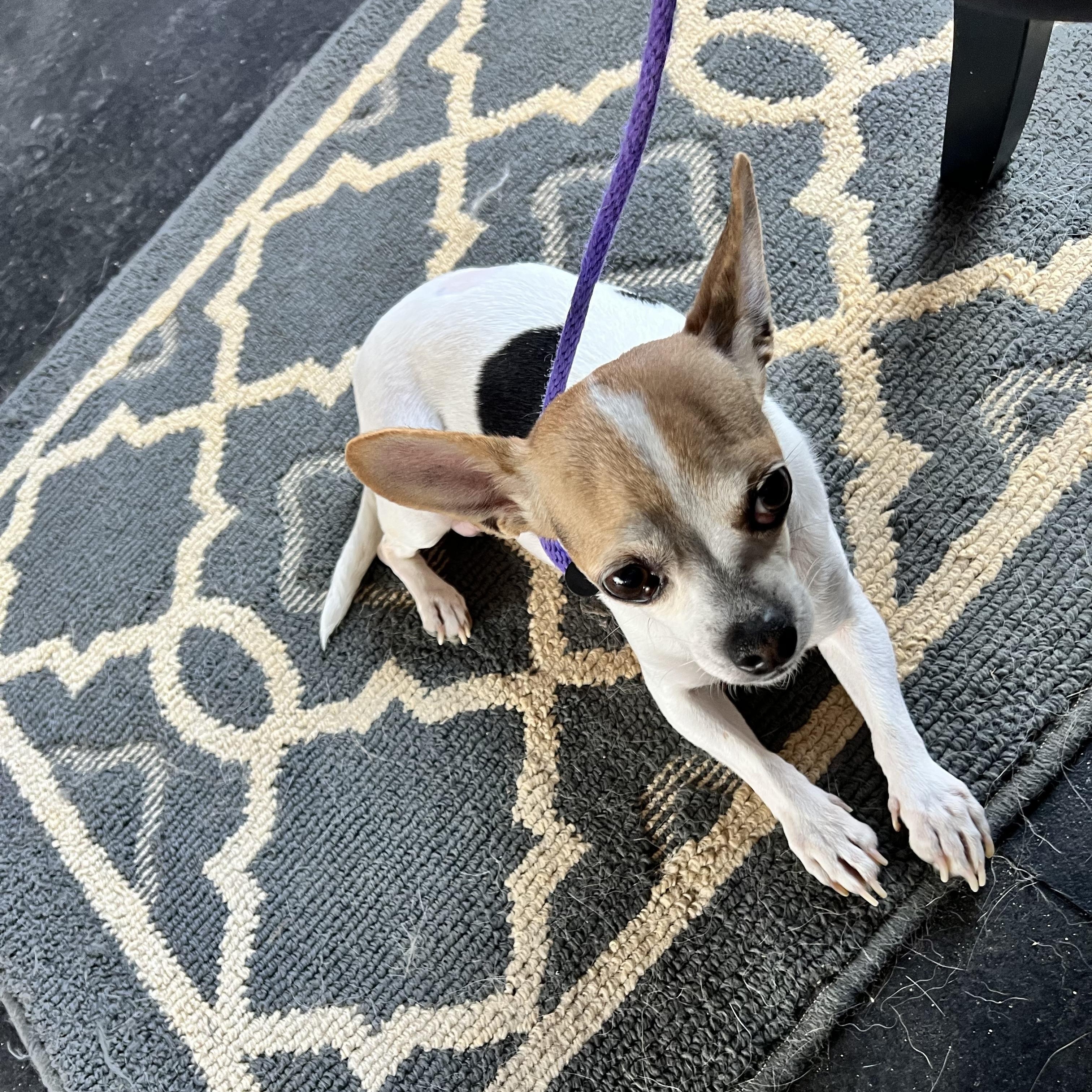 Enlarge Sally, a ADOPTABLE Chihuahua in Marietta, GA image 2/6