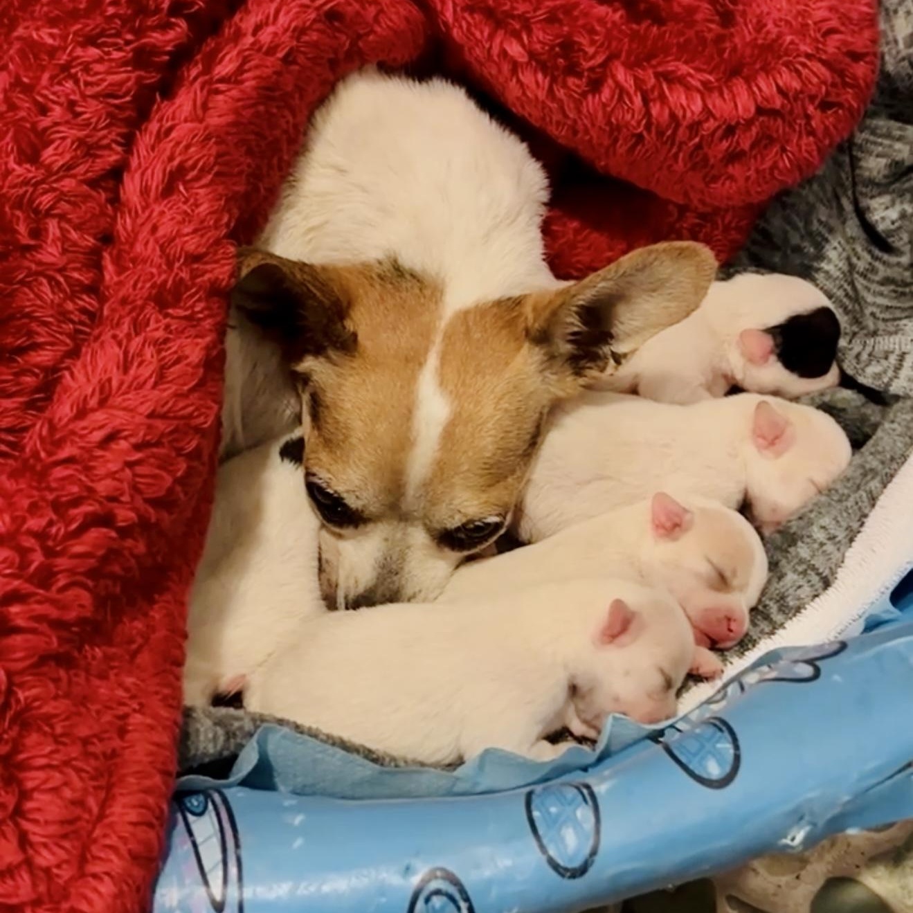 Enlarge Sally, a ADOPTABLE Chihuahua in Marietta, GA image 4/6