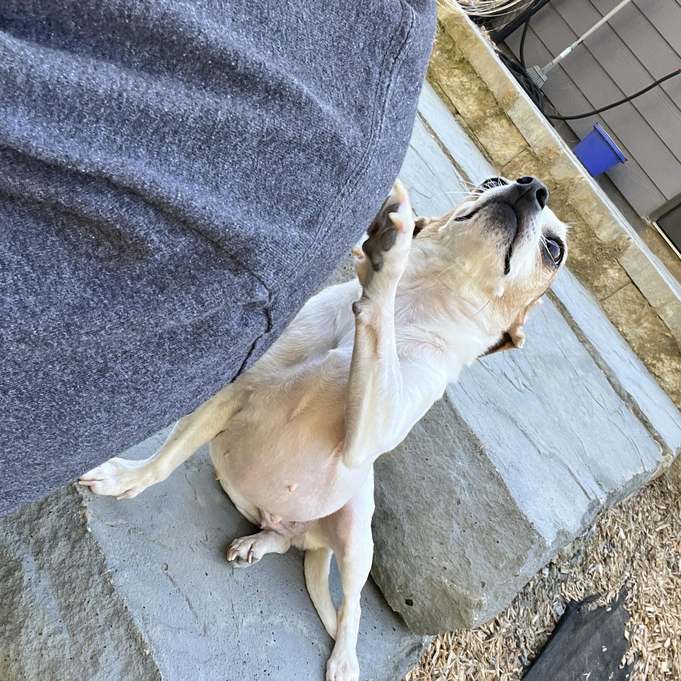 Enlarge Sally, a ADOPTABLE Chihuahua in Marietta, GA image 6/6