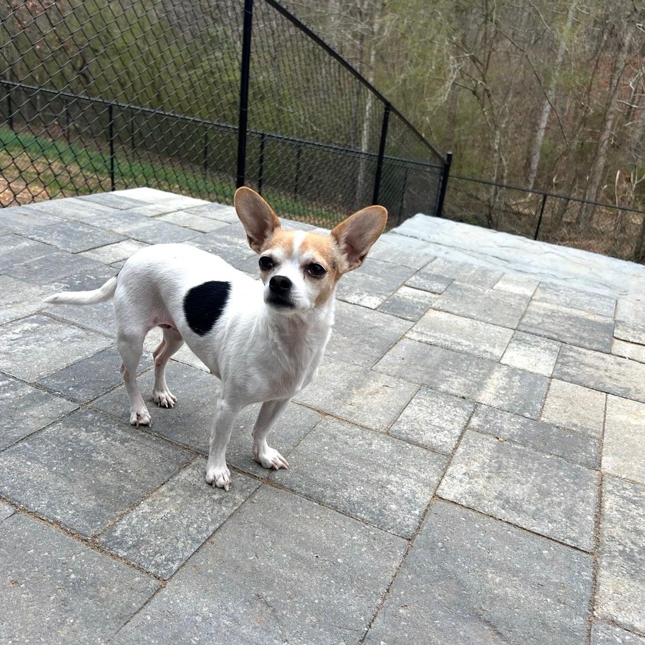 Enlarge Sally, a ADOPTABLE Chihuahua in Marietta, GA image 1/6