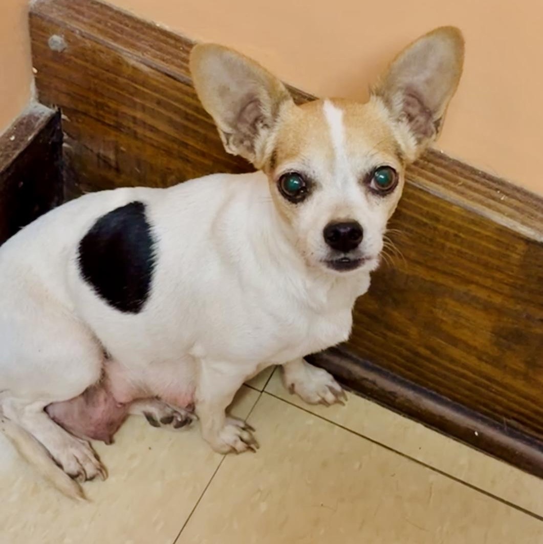 Enlarge Sally, a ADOPTABLE Chihuahua in Marietta, GA image 3/6