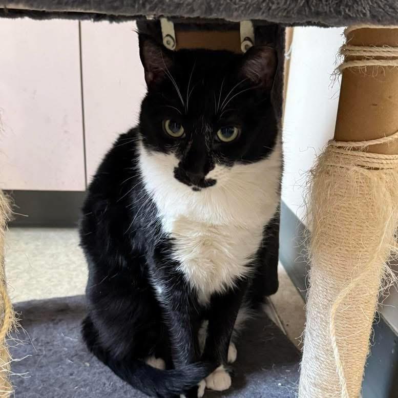 T-Bird, a Adoptable mixed breed in Ontario, OR image 1/6