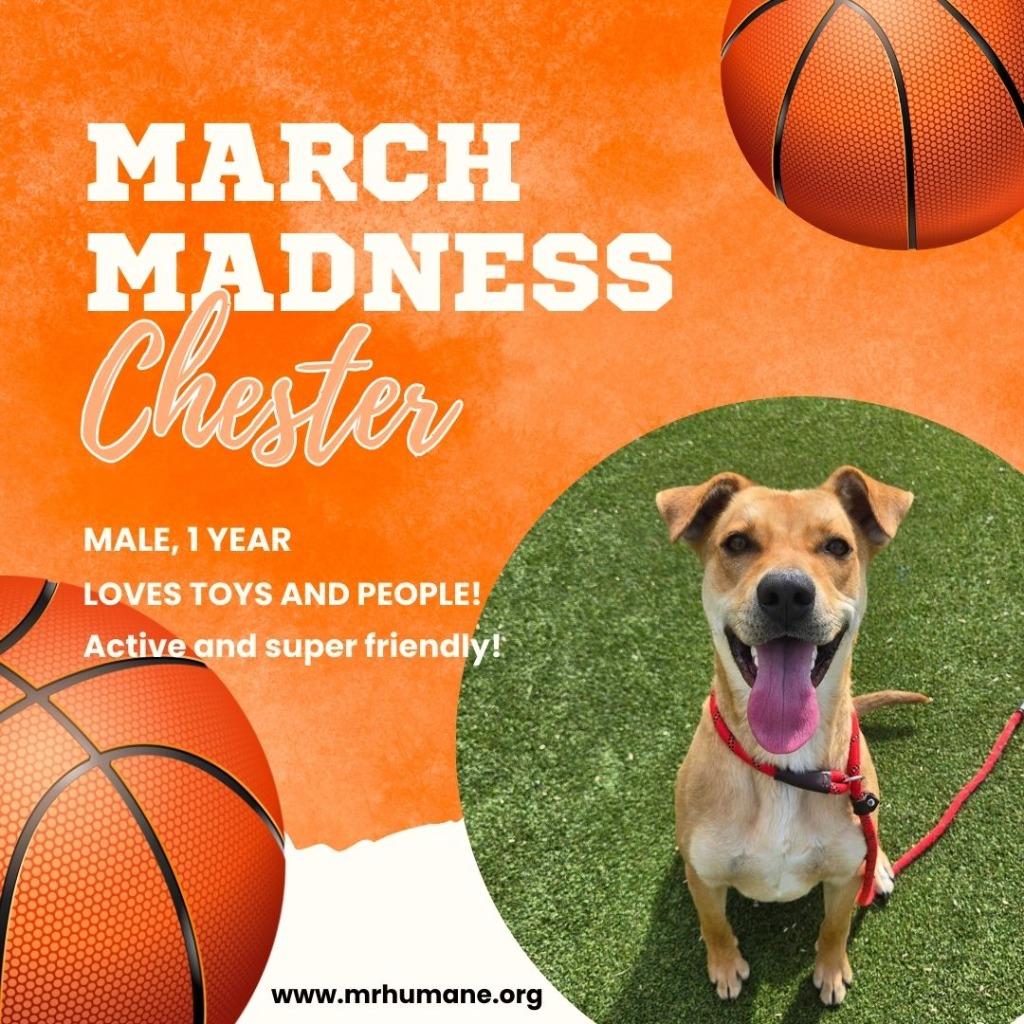 Chester, Adoptable, Young Male Terrier.