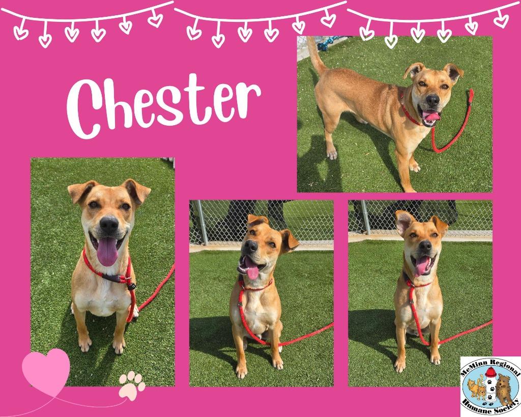 Enlarge Chester, a Adoptable mixed breed in Athens, TN image 1/2