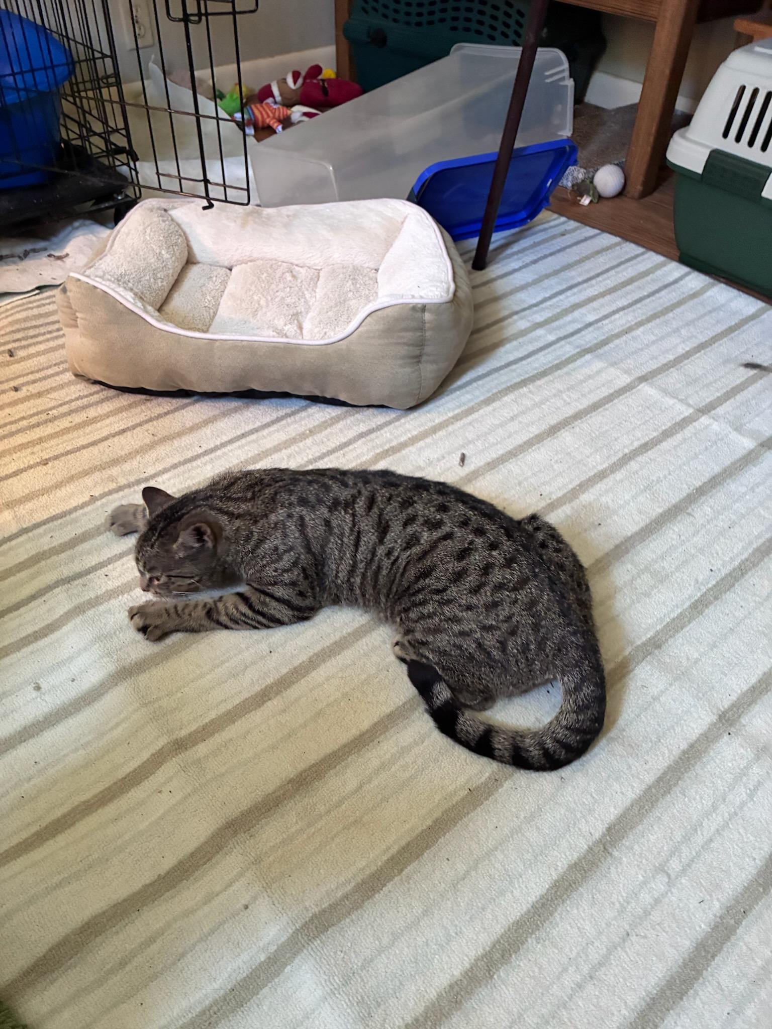 Enlarge Savannah, a ADOPTABLE mixed breed in Cleveland, OH image 2/3