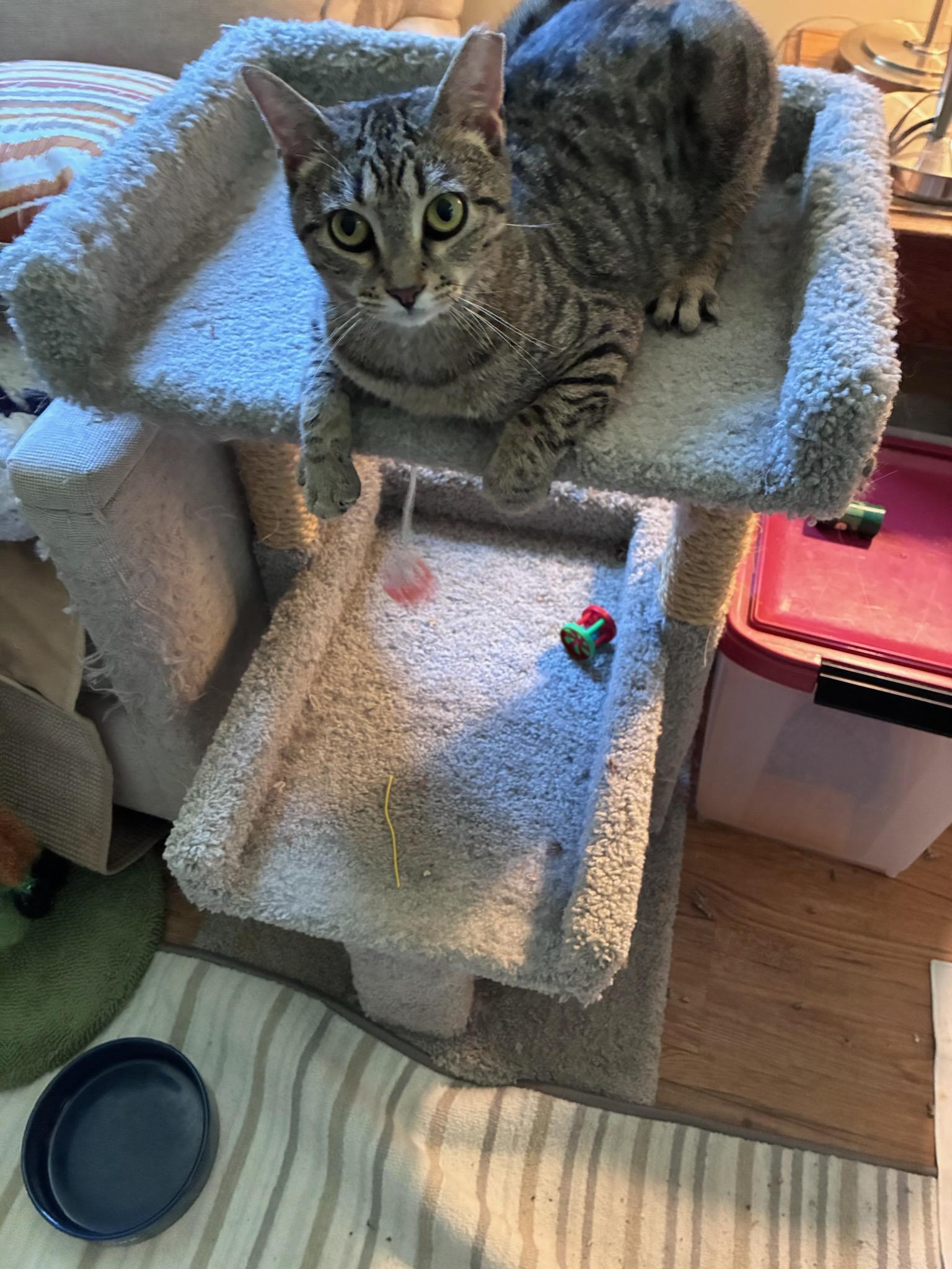 Savannah, ADOPTABLE, Young Female Bengal & Domestic Short Hair.