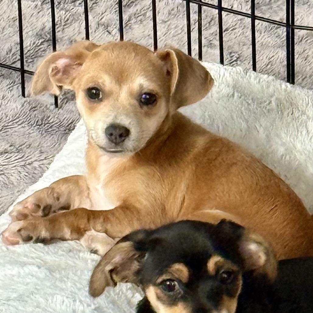 Cotton, Adoptable, Puppy Female Chihuahua & Terrier.