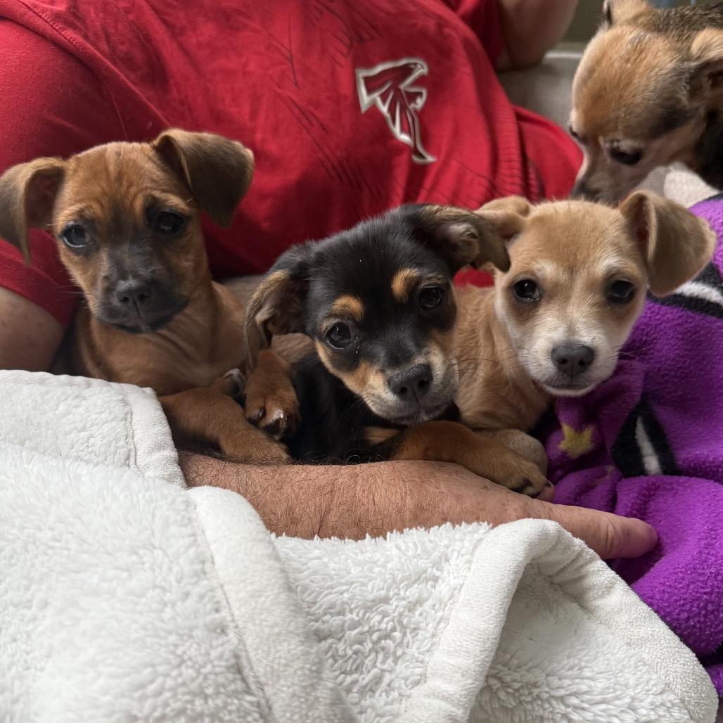 Enlarge Cotton, a Adoptable mixed breed in Fayetteville, GA image 2/5