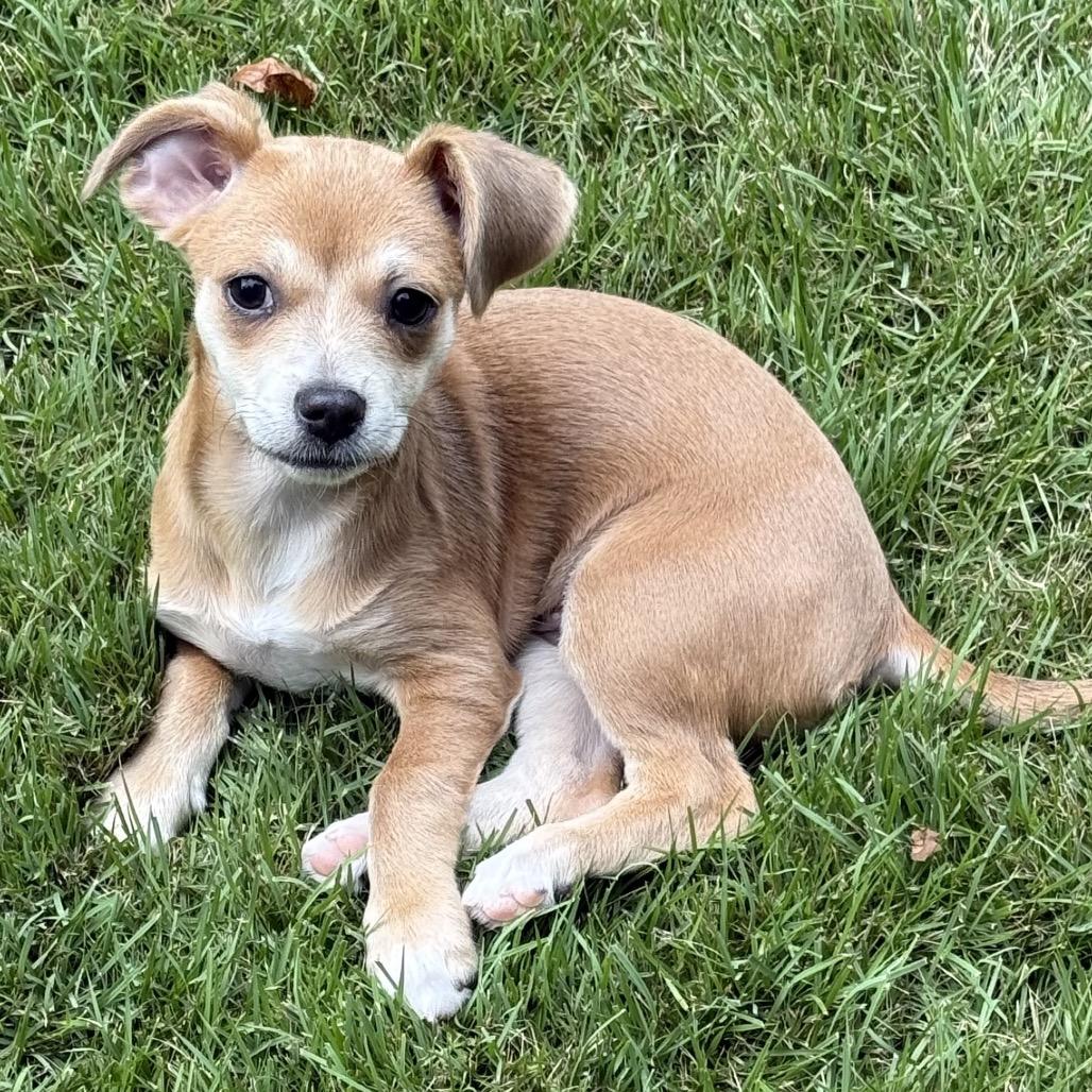 Enlarge Cotton, a Adoptable mixed breed in Fayetteville, GA image 4/5
