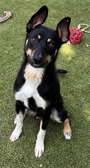 STEVIE, Adoptable, Young Male Mixed Breed.