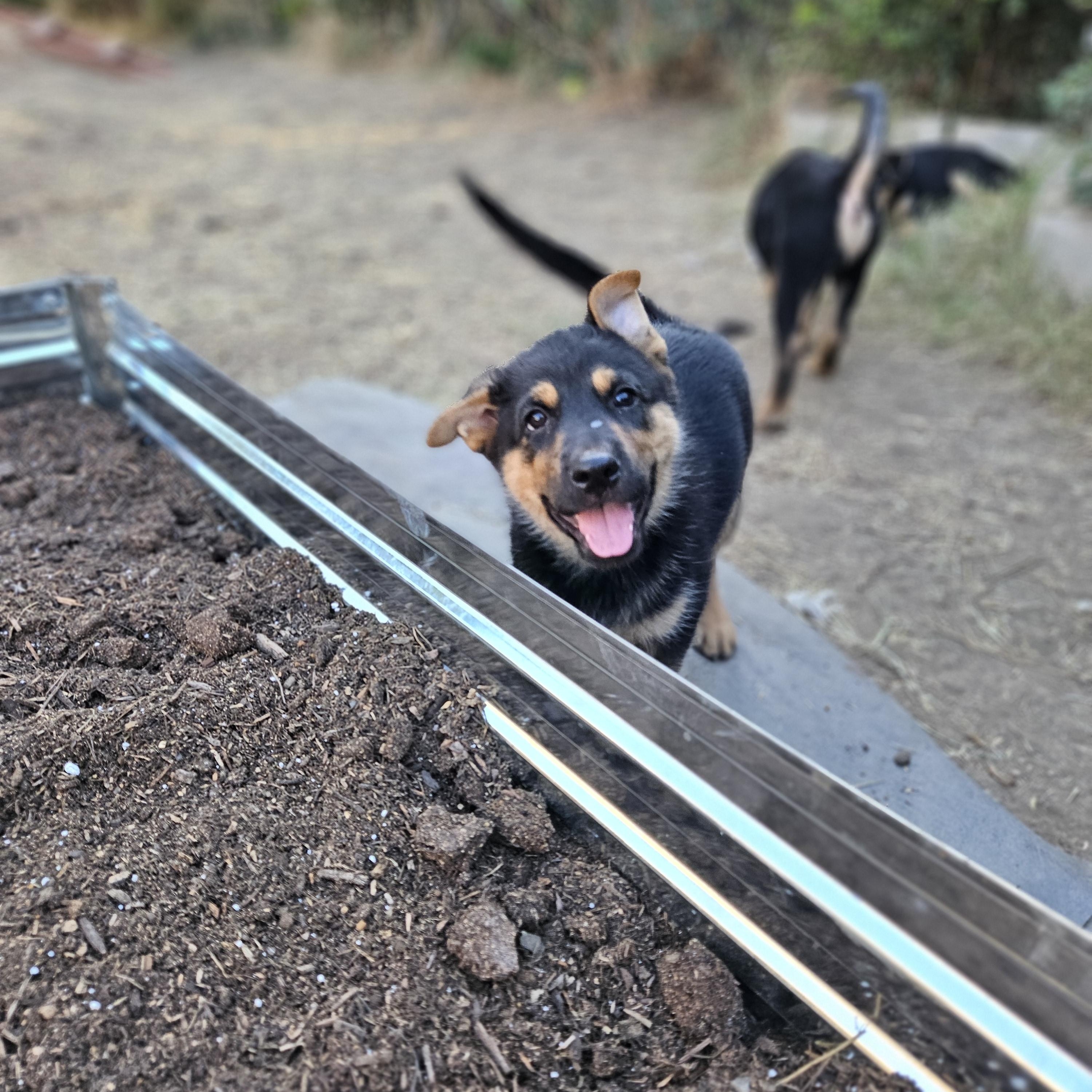 Cayenne photo 6