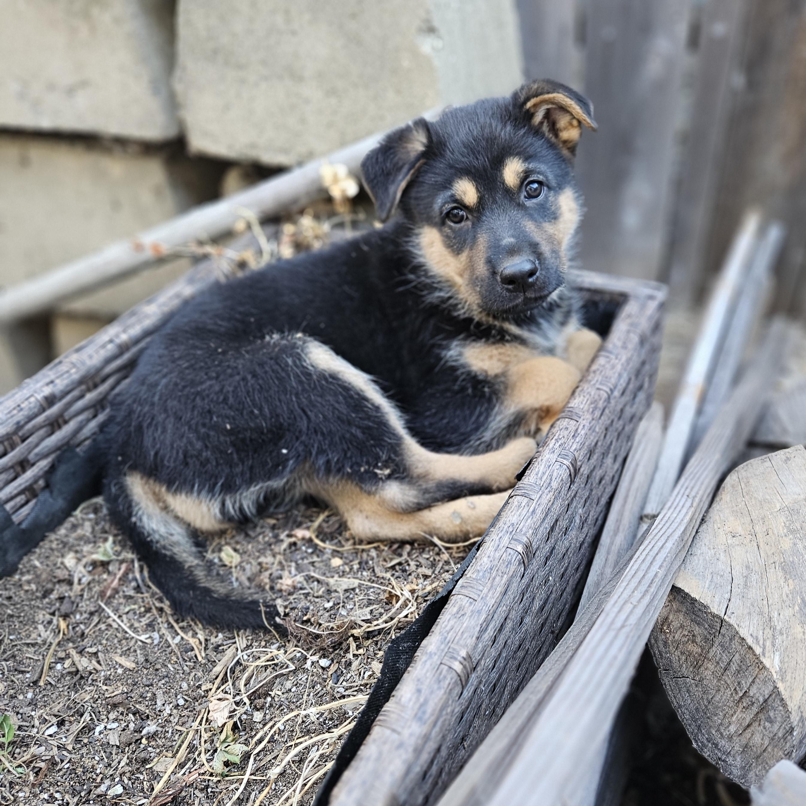 Cayenne, Baby Female unknown