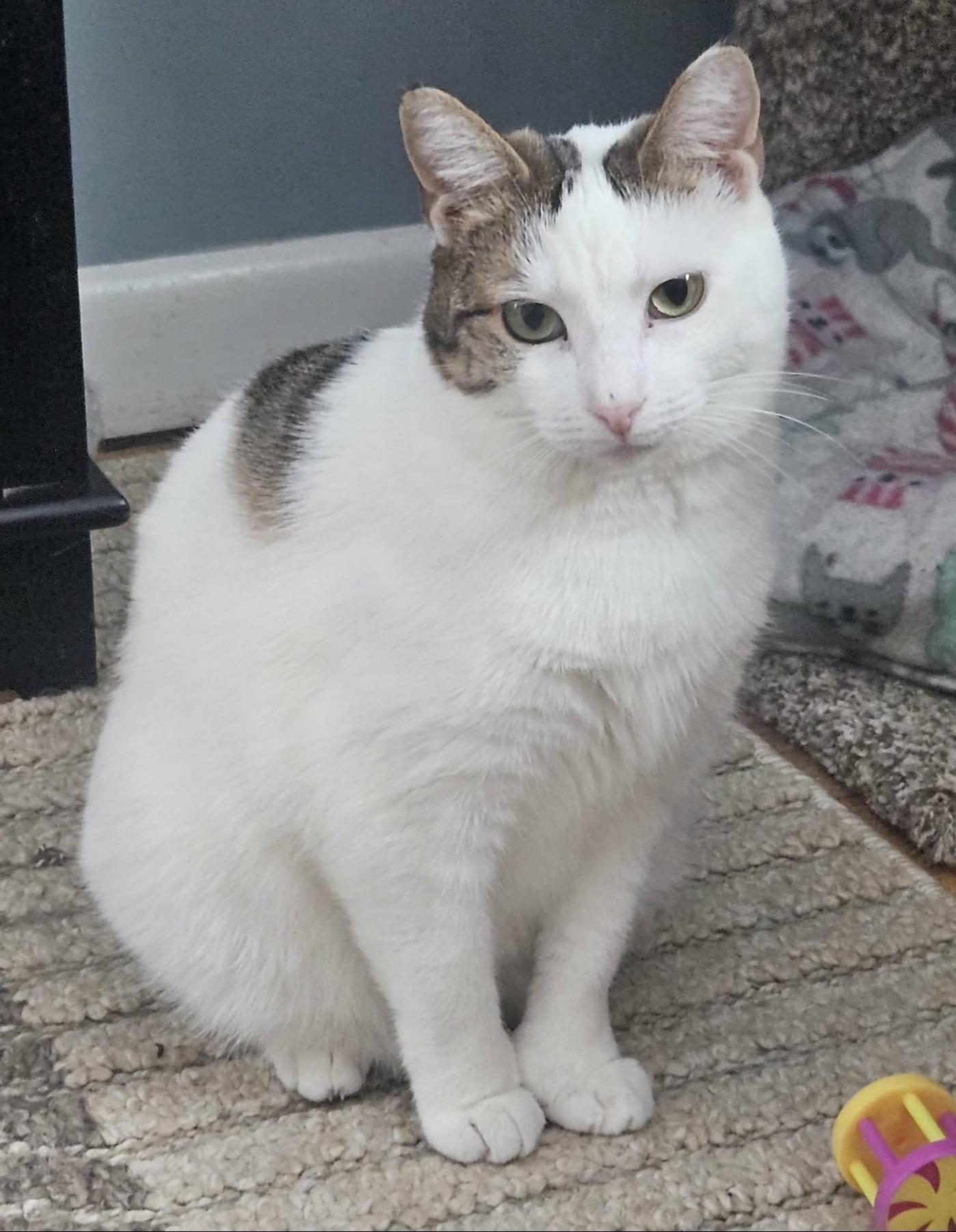 Beth (Sweet Polydactyl), ADOPTABLE, Young Female Extra-Toes Cat / Hemingway Polydactyl.