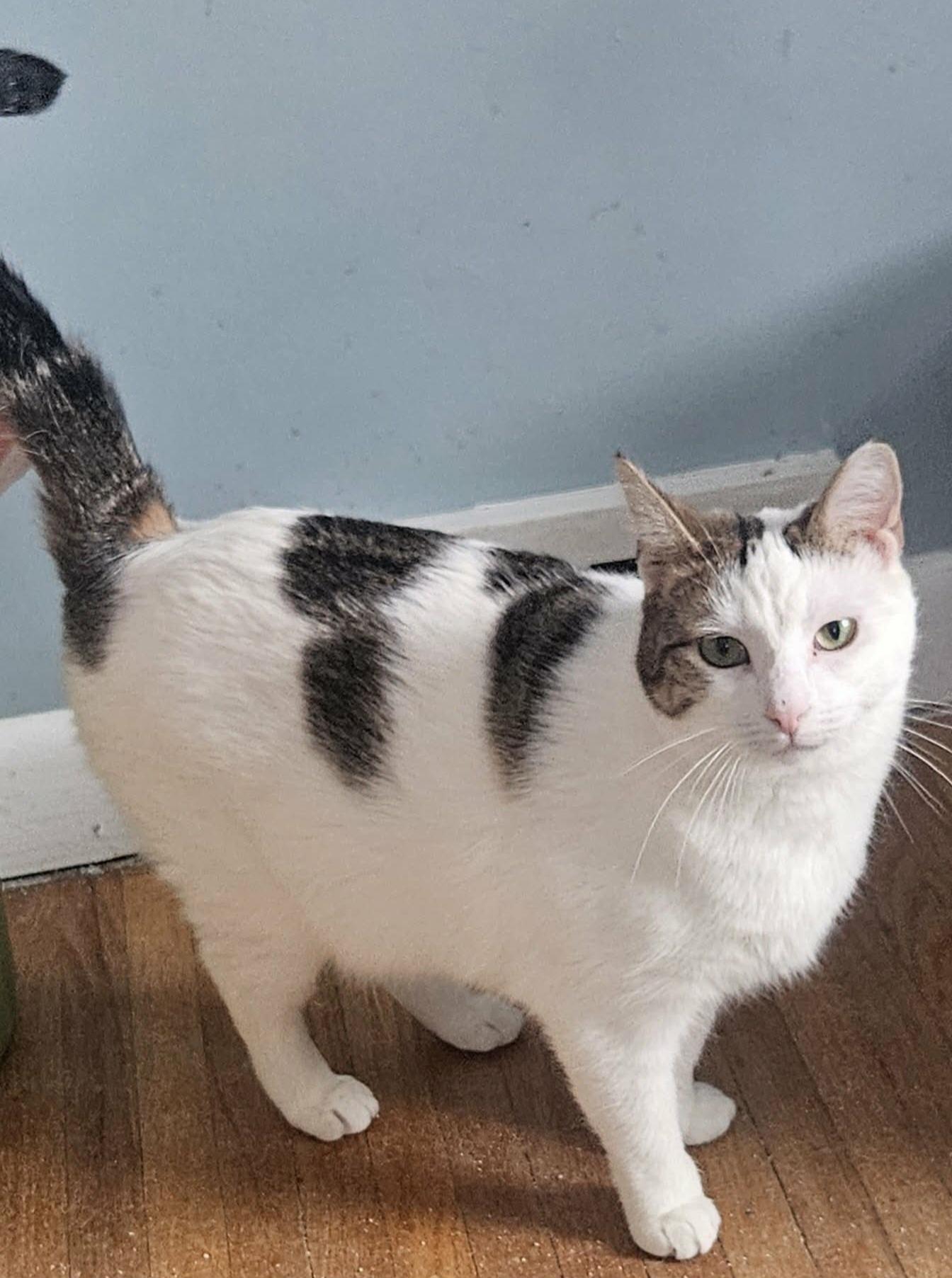 Enlarge Beth (Sweet Polydactyl), a ADOPTABLE Extra-Toes Cat / Hemingway Polydactyl in Rochester, NY image 3/5