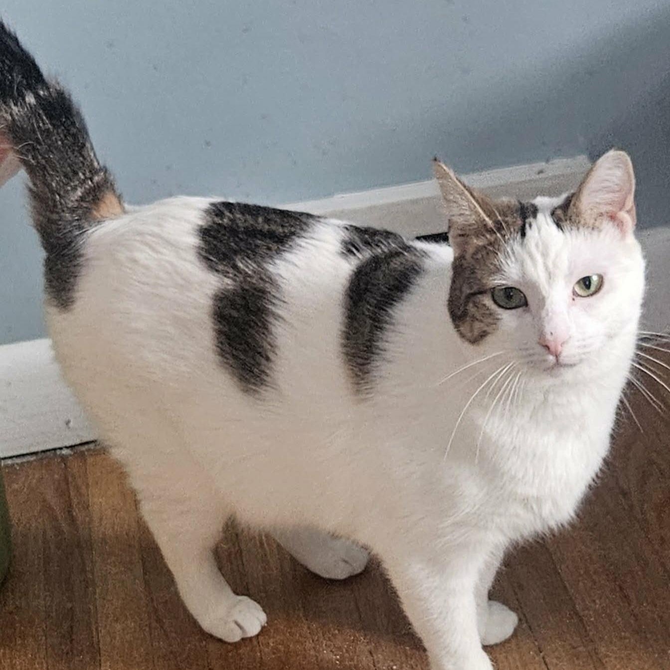Enlarge Beth (Sweet Polydactyl), a ADOPTABLE Extra-Toes Cat / Hemingway Polydactyl in Rochester, NY image 5/6