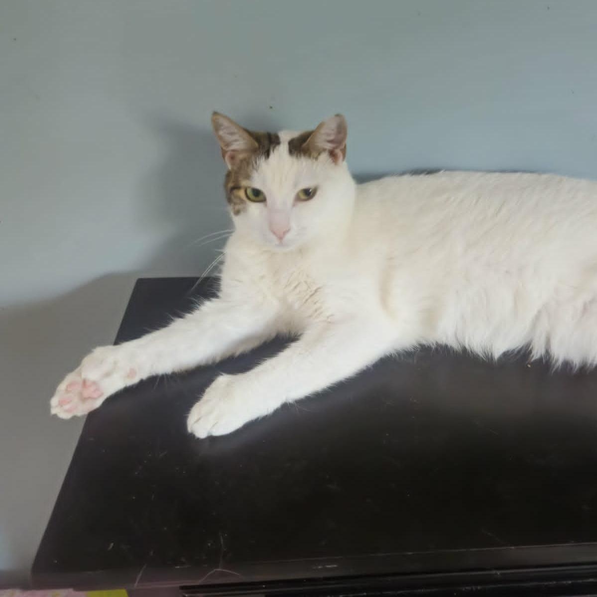 Enlarge Beth (Sweet Polydactyl), a ADOPTABLE Extra-Toes Cat / Hemingway Polydactyl in Rochester, NY image 2/6