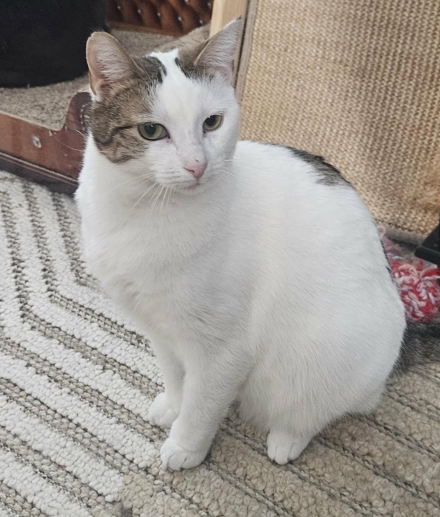 Enlarge Beth (Sweet Polydactyl), a ADOPTABLE Extra-Toes Cat / Hemingway Polydactyl in Rochester, NY image 2/5