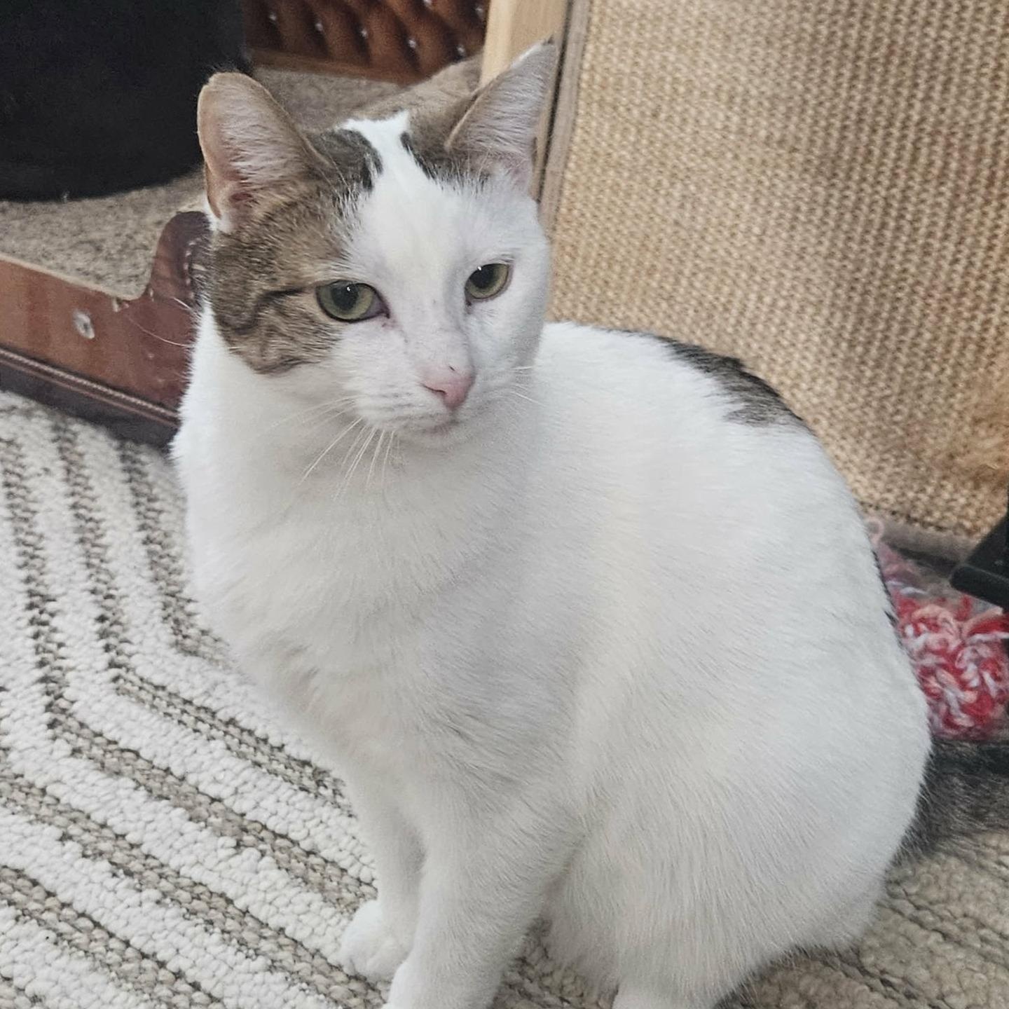 Enlarge Beth (Sweet Polydactyl), a ADOPTABLE Extra-Toes Cat / Hemingway Polydactyl in Rochester, NY image 4/6