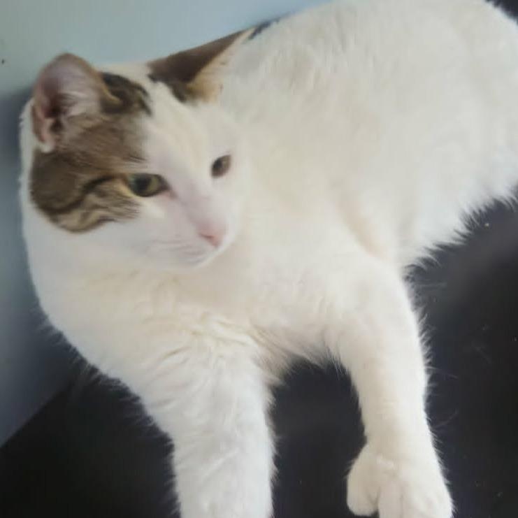 Enlarge Beth (Sweet Polydactyl), a ADOPTABLE Extra-Toes Cat / Hemingway Polydactyl in Rochester, NY image 6/6
