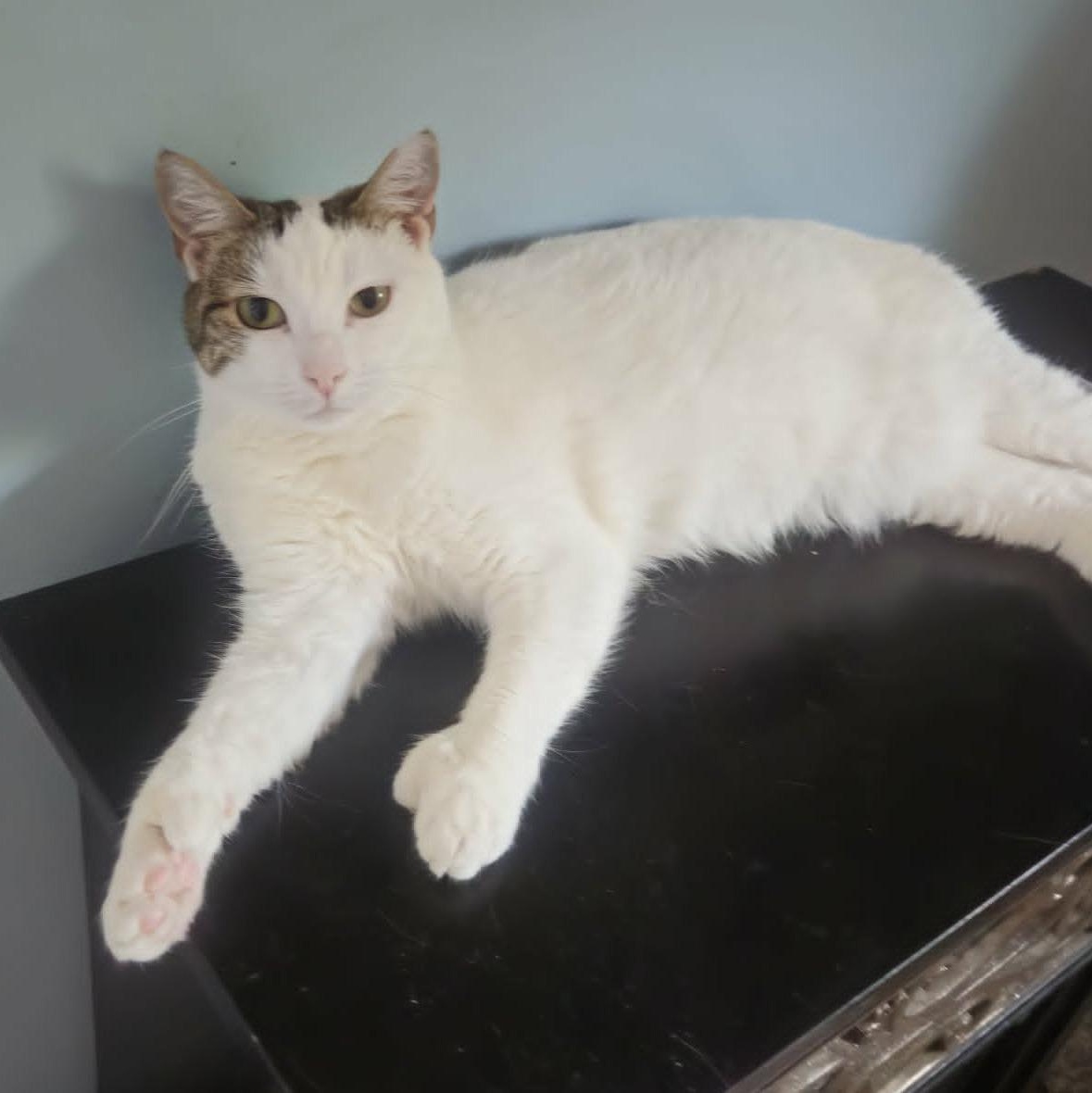 Beth (Sweet Polydactyl), ADOPTABLE, Young Female Extra-Toes Cat / Hemingway Polydactyl.