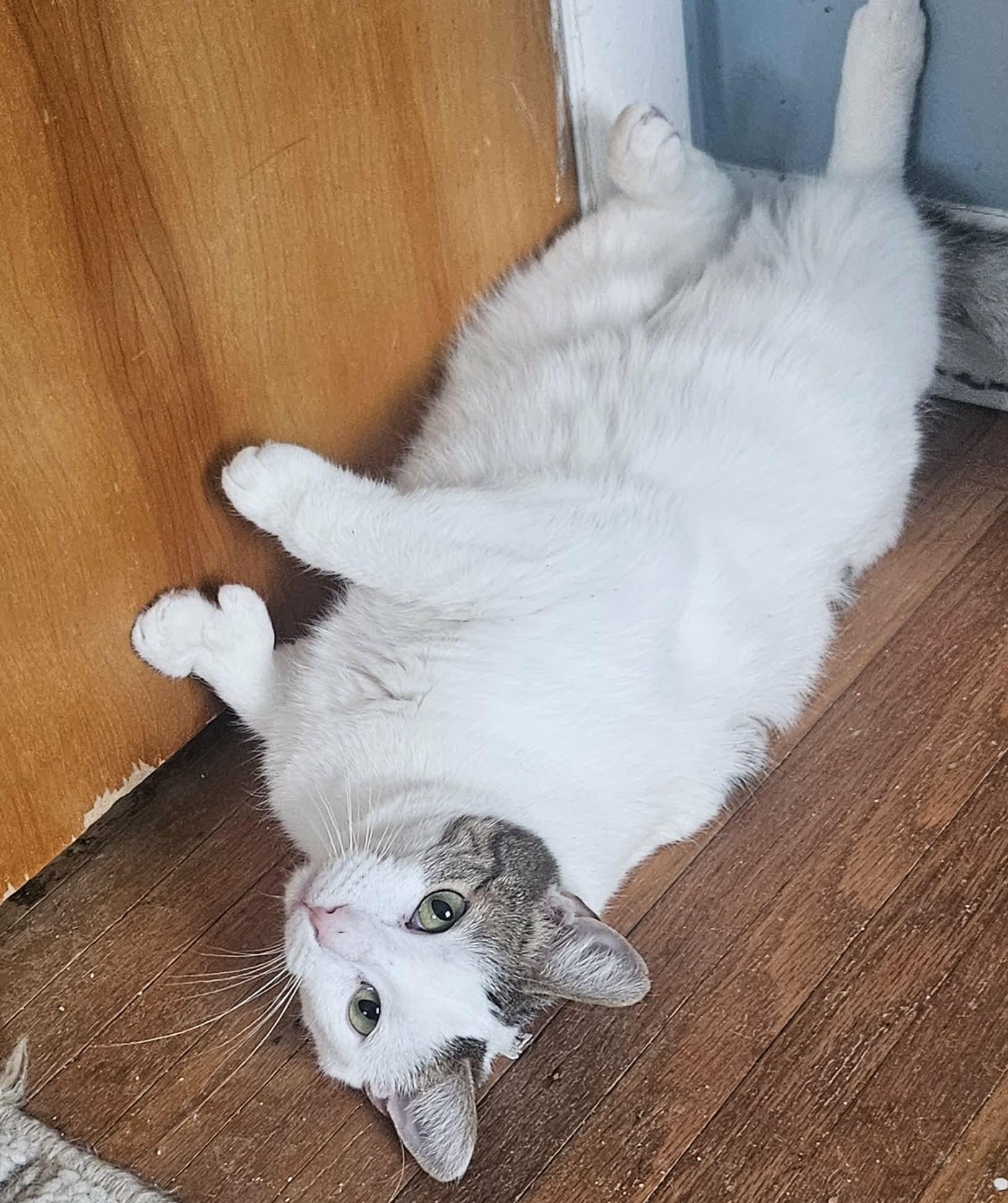 Enlarge Beth (Sweet Polydactyl), a ADOPTABLE Extra-Toes Cat / Hemingway Polydactyl in Rochester, NY image 5/5