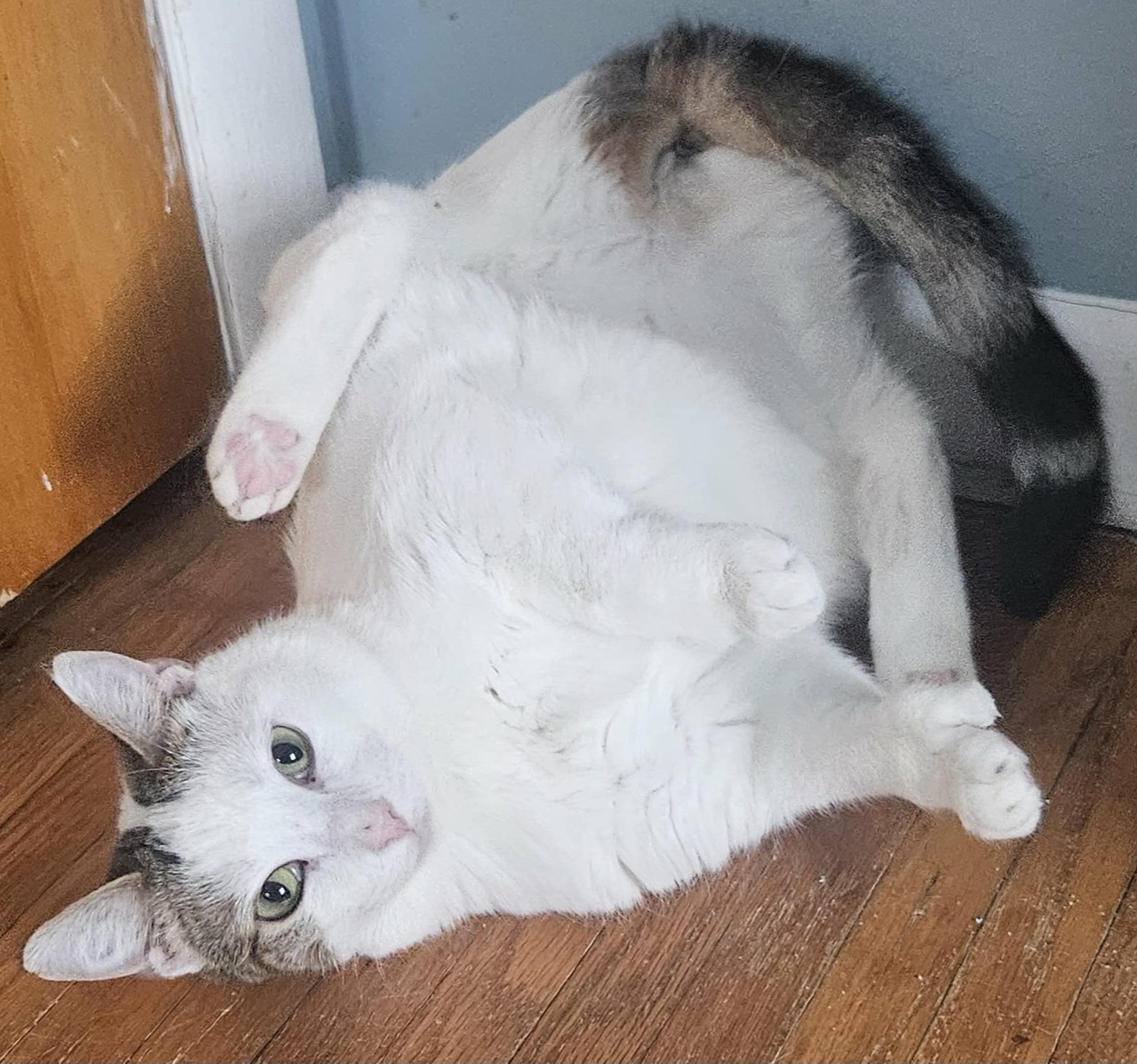 Enlarge Beth (Sweet Polydactyl), a ADOPTABLE Extra-Toes Cat / Hemingway Polydactyl in Rochester, NY image 4/5