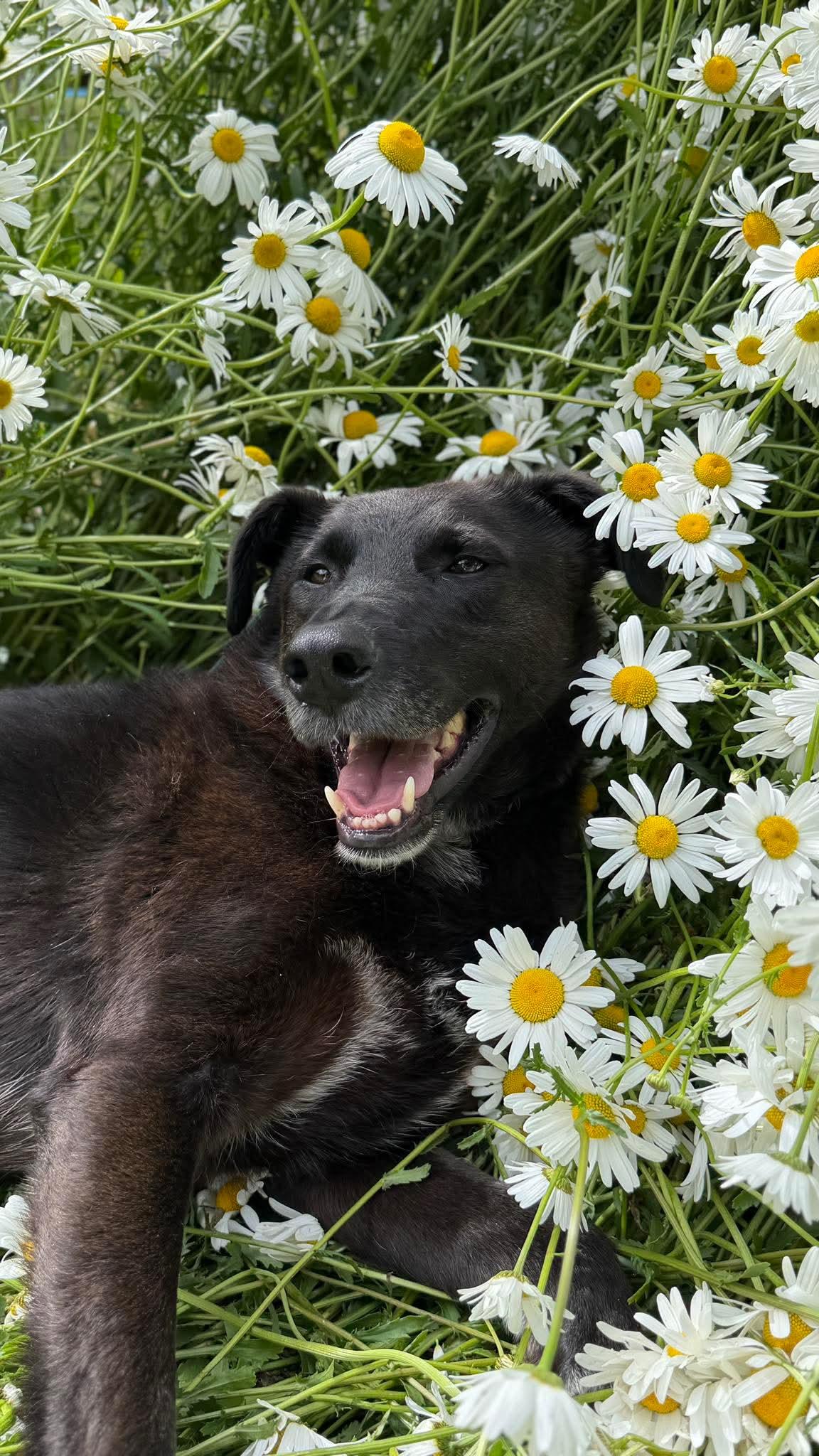 Eclipse , a Adoptable mixed breed in seattle, WA image 2/6