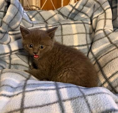 Enlarge PURPLE RAIN, a Adoptable Domestic Short Hair in Andover, MN image 5/6