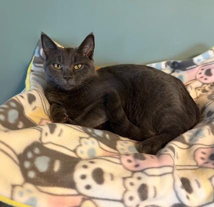 PURPLE RAIN, Adoptable, Kitten Female Domestic Short Hair.