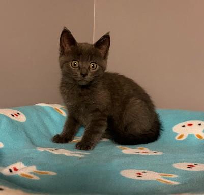 Enlarge PURPLE RAIN, a Adoptable Domestic Short Hair in Andover, MN image 4/6
