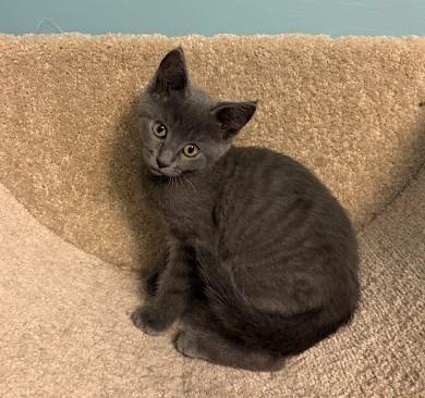 Enlarge PURPLE RAIN, a Adoptable Domestic Short Hair in Andover, MN image 3/6