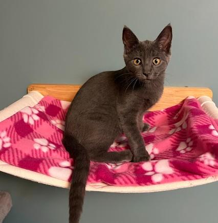 Enlarge PURPLE RAIN, a Adoptable Domestic Short Hair in Andover, MN image 2/6