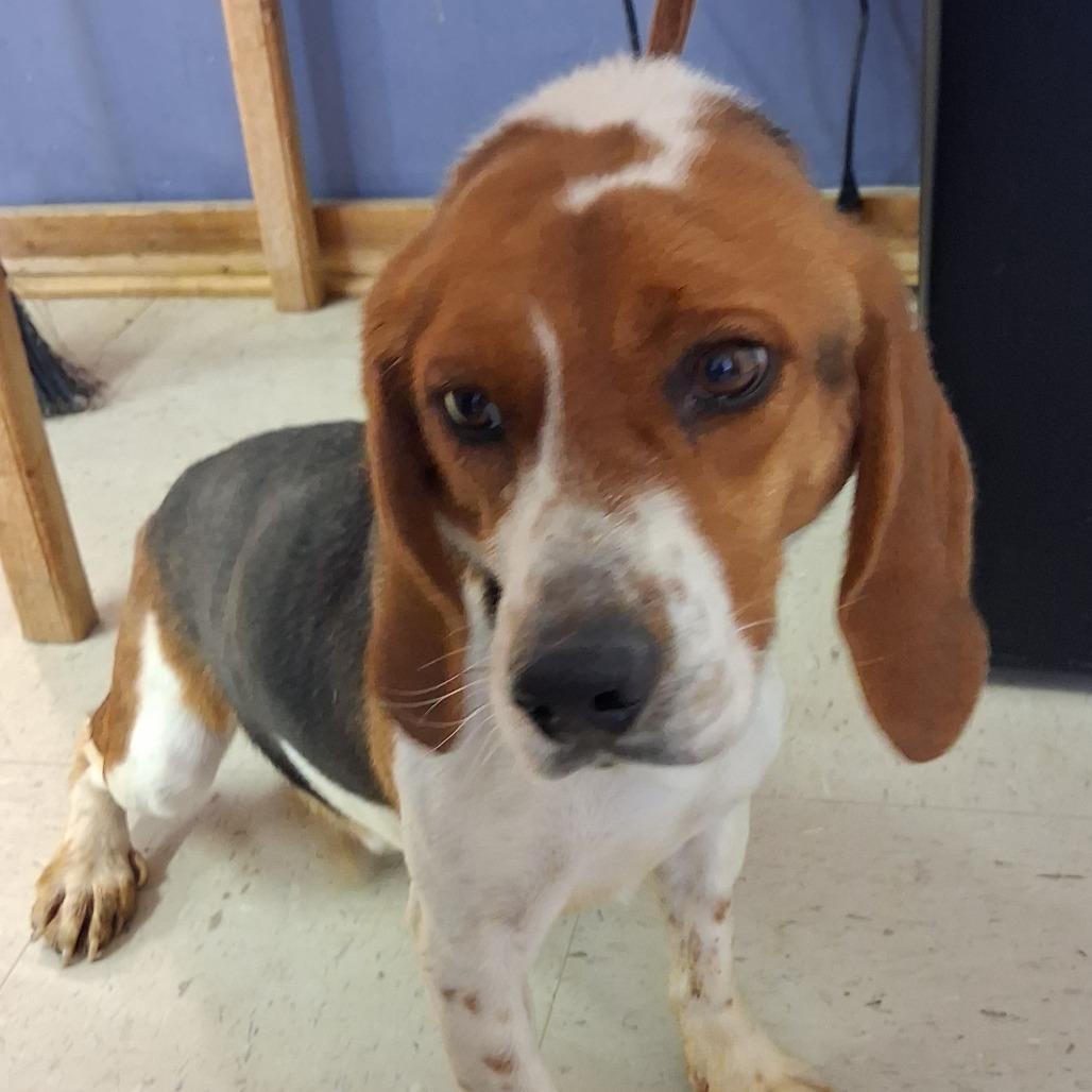 Tater, Adoptable, Adult Male Treeing Walker Coonhound & Mixed Breed.