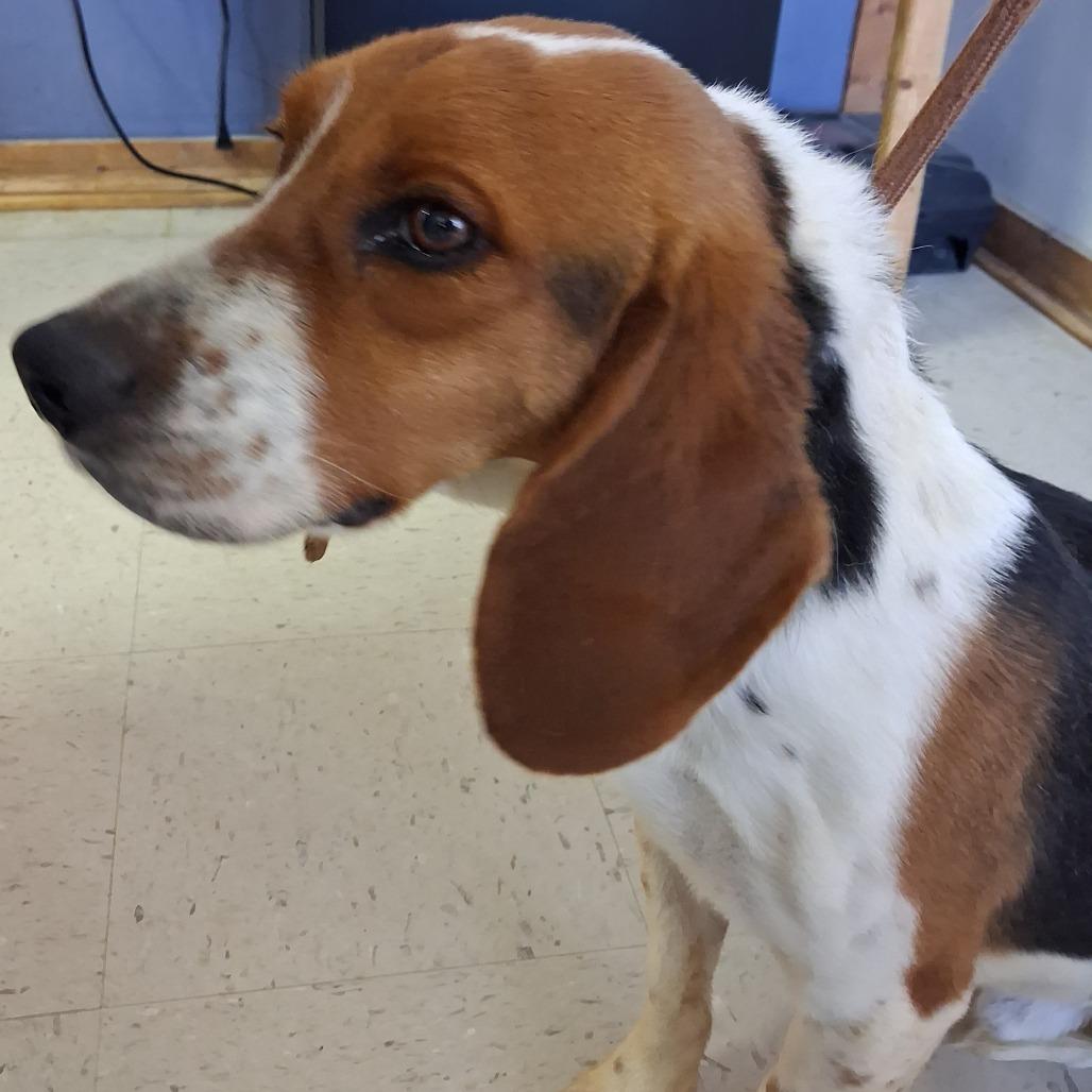 Enlarge Tater, a Adoptable mixed breed in Sylvania, GA image 2/2