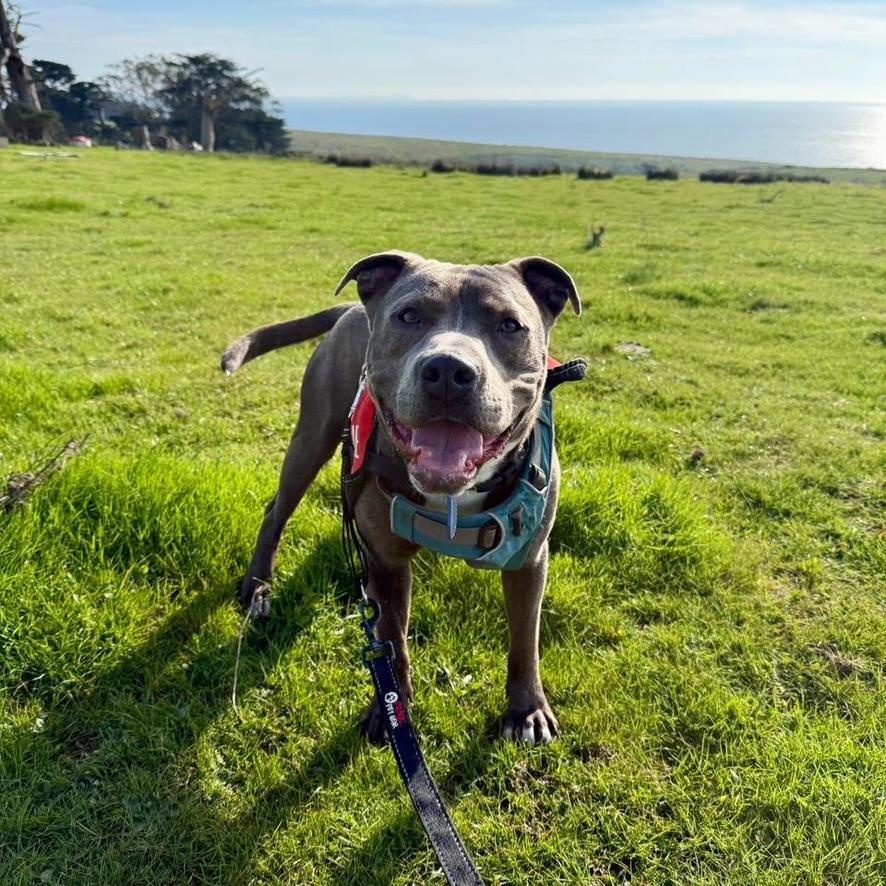 Drumstick, Adoptable, Young Male Mixed Breed.