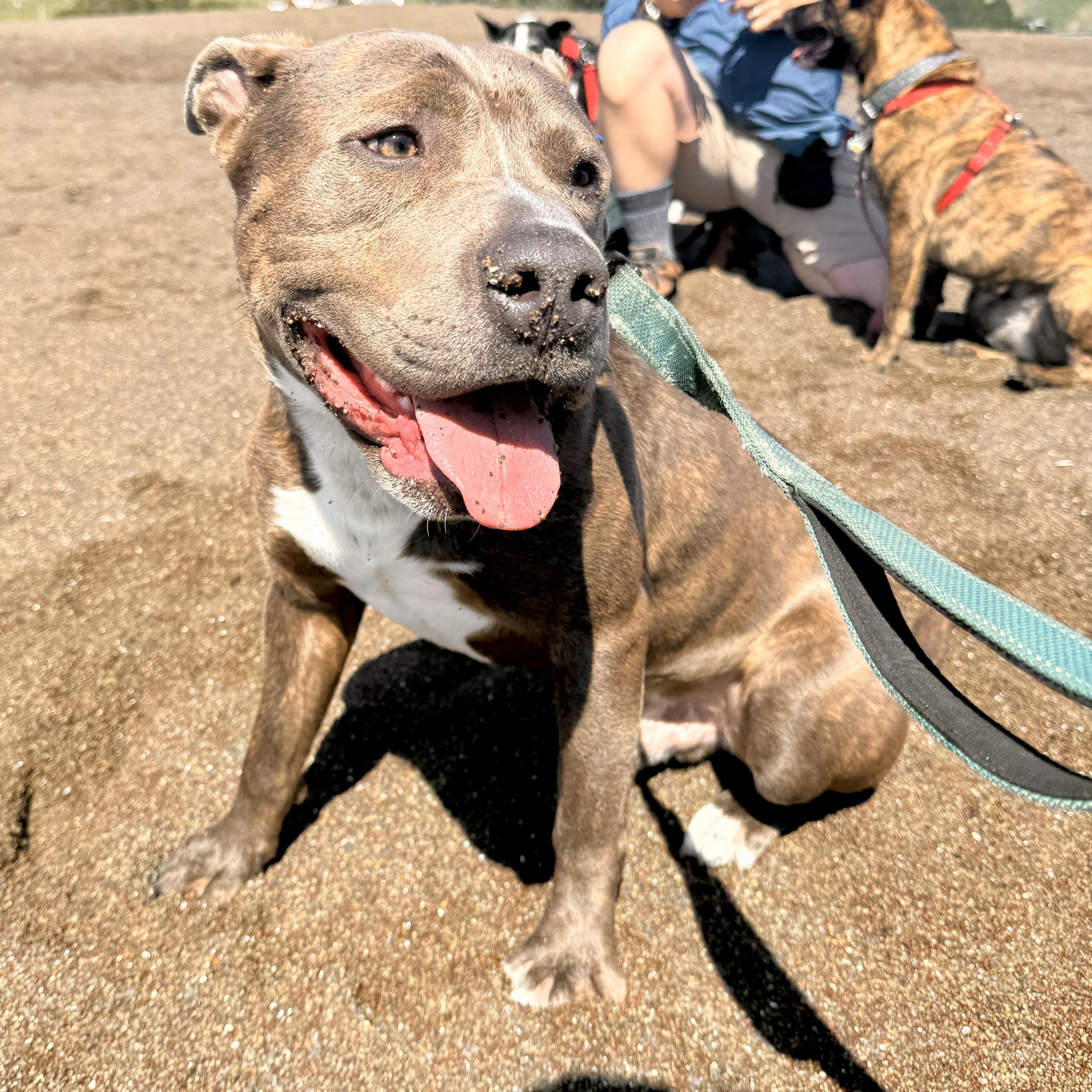 Enlarge Drumstick, a Adoptable mixed breed in Redwood City , CA image 5/6