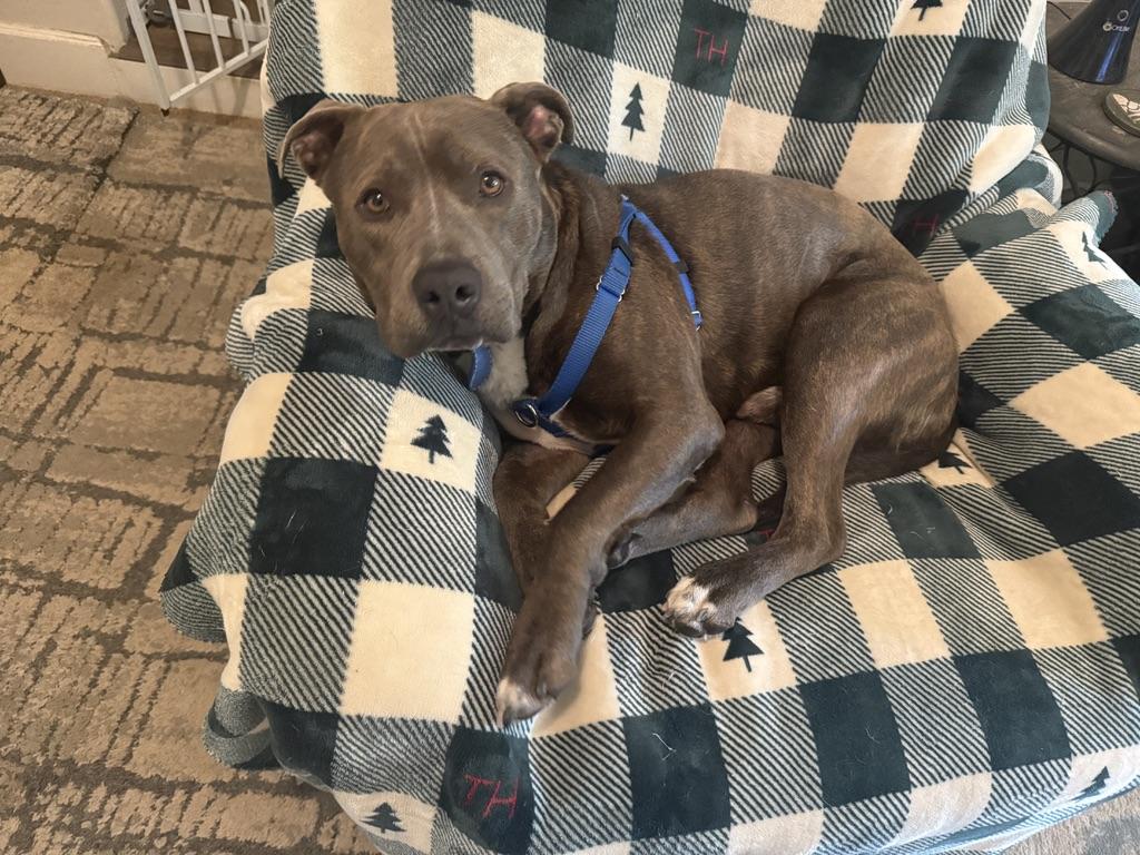 Enlarge Drumstick, a Adoptable mixed breed in Redwood City , CA image 4/6