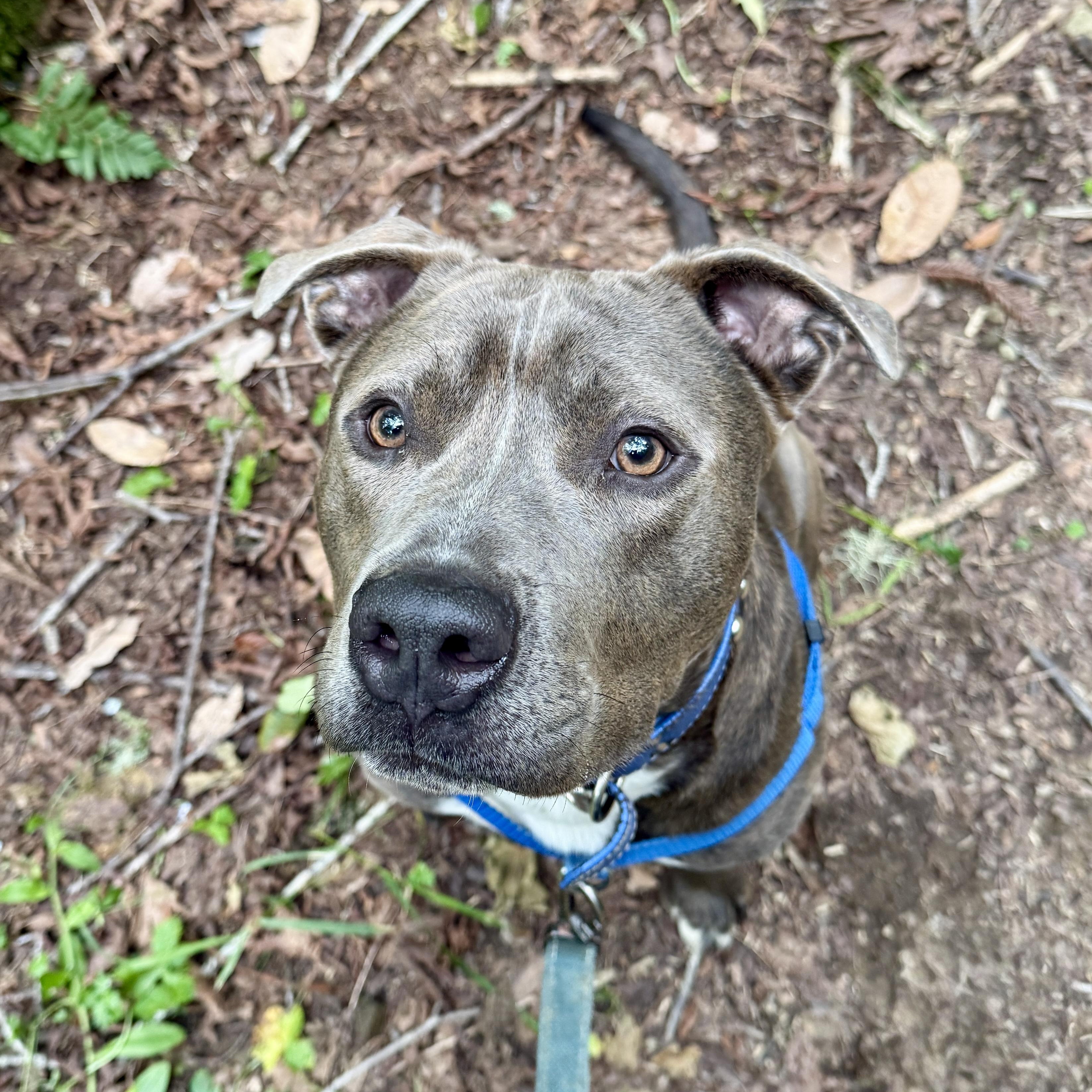 Enlarge Drumstick, a Adoptable mixed breed in Redwood City , CA image 2/6