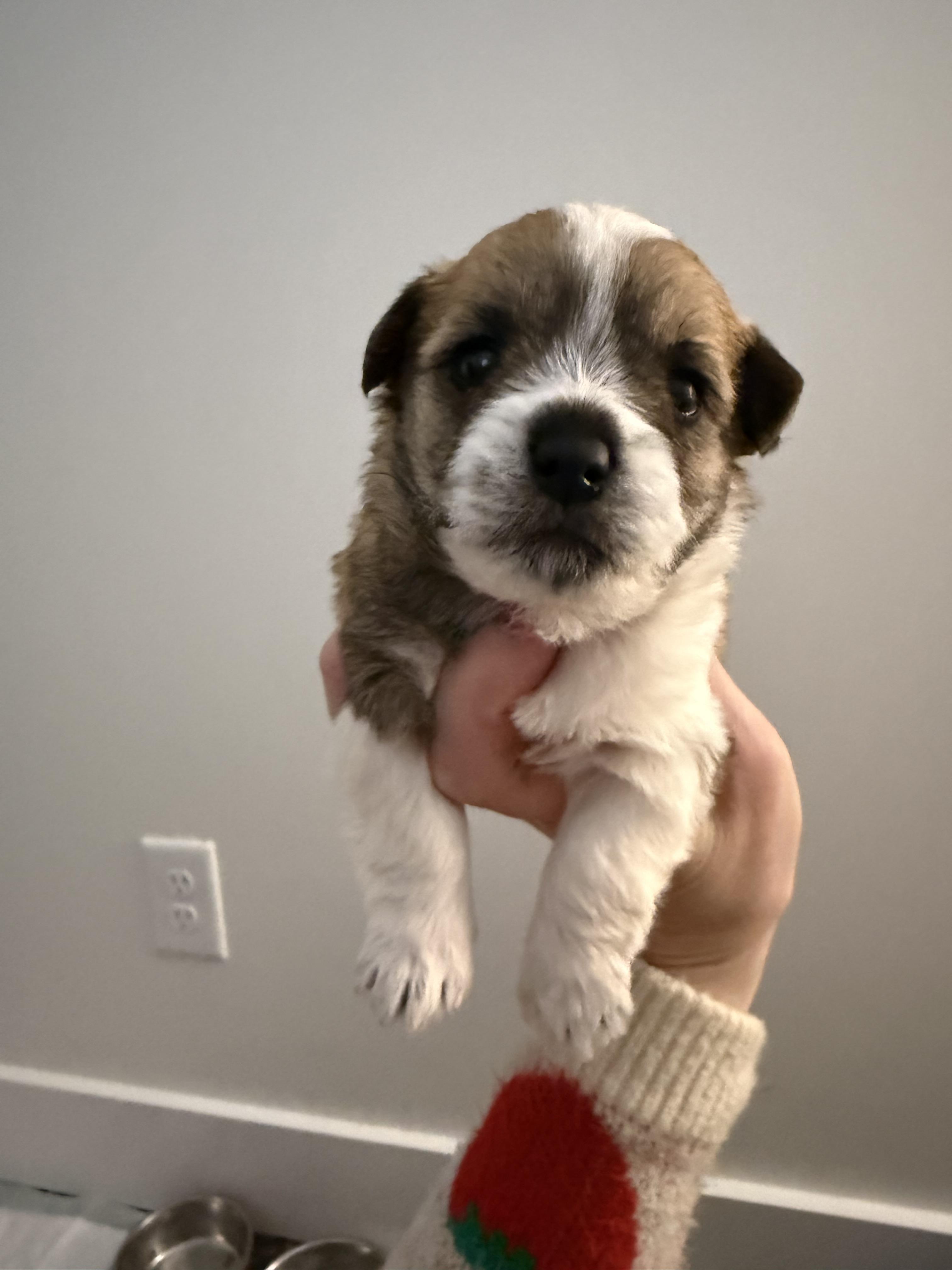 Enlarge Luna, a Adopted mixed breed in Hillsborough, NC image 1/5