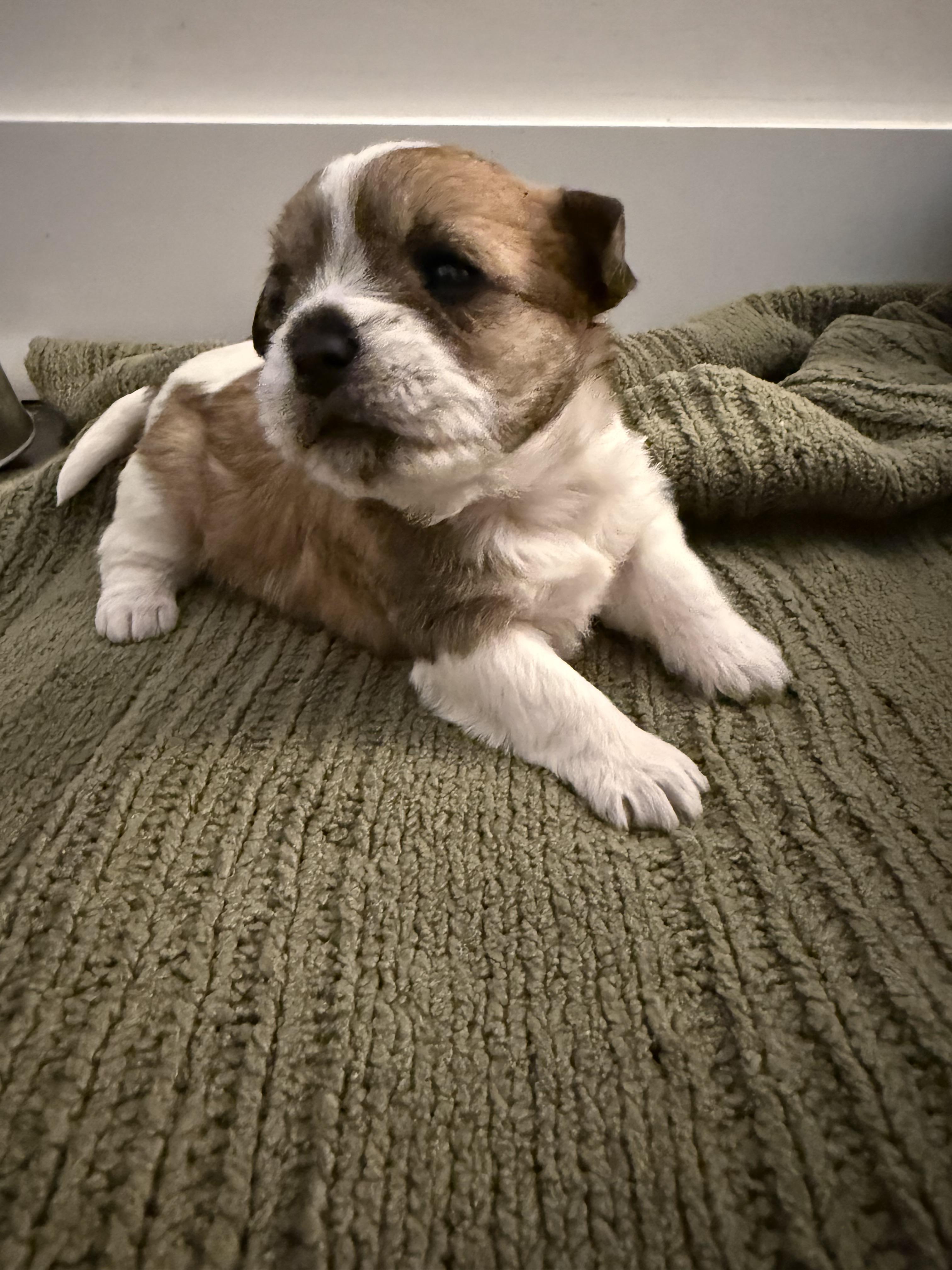 Enlarge Luna, a Adopted mixed breed in Hillsborough, NC image 2/5