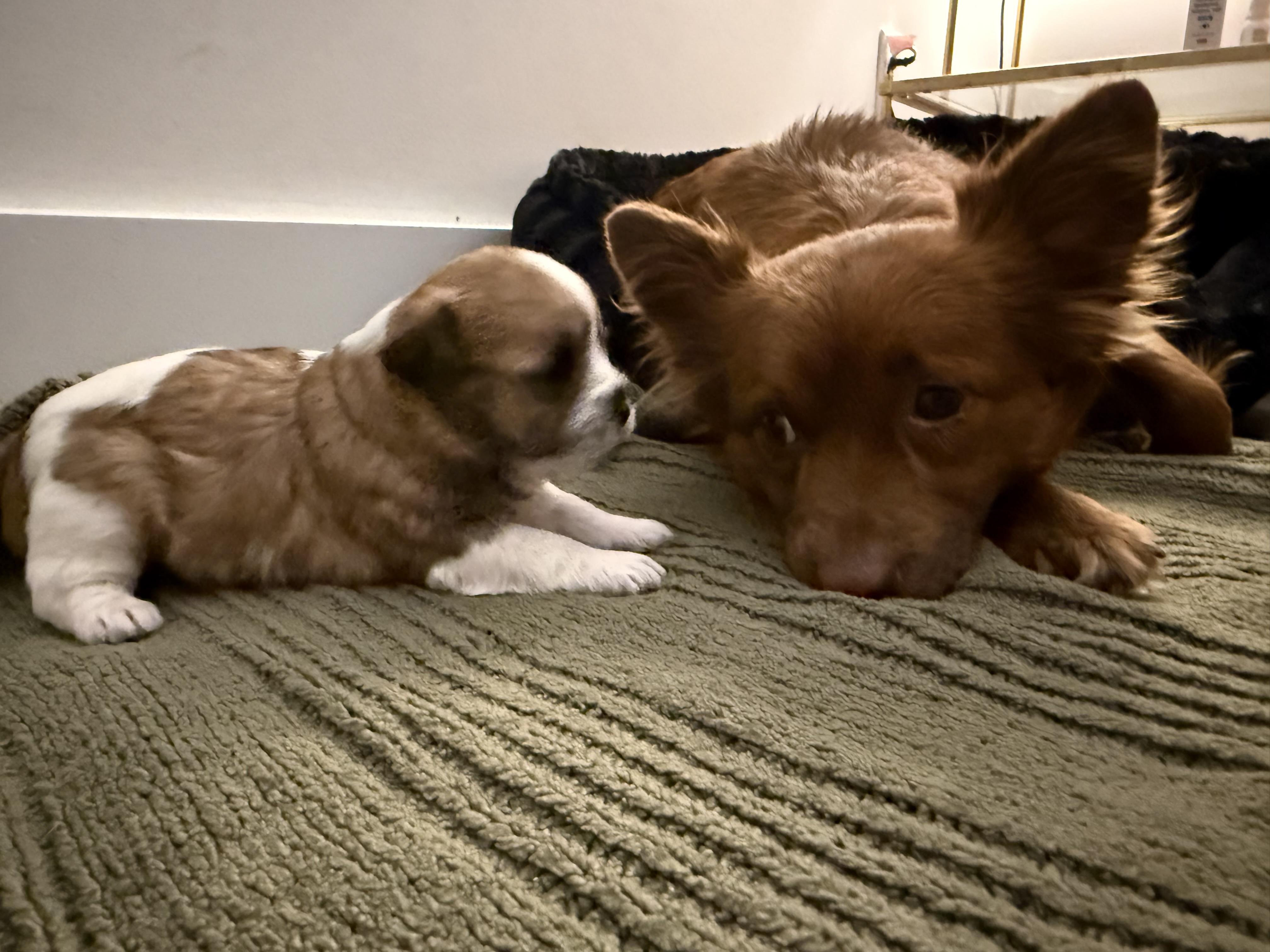 Enlarge Luna, a Adopted mixed breed in Hillsborough, NC image 3/5