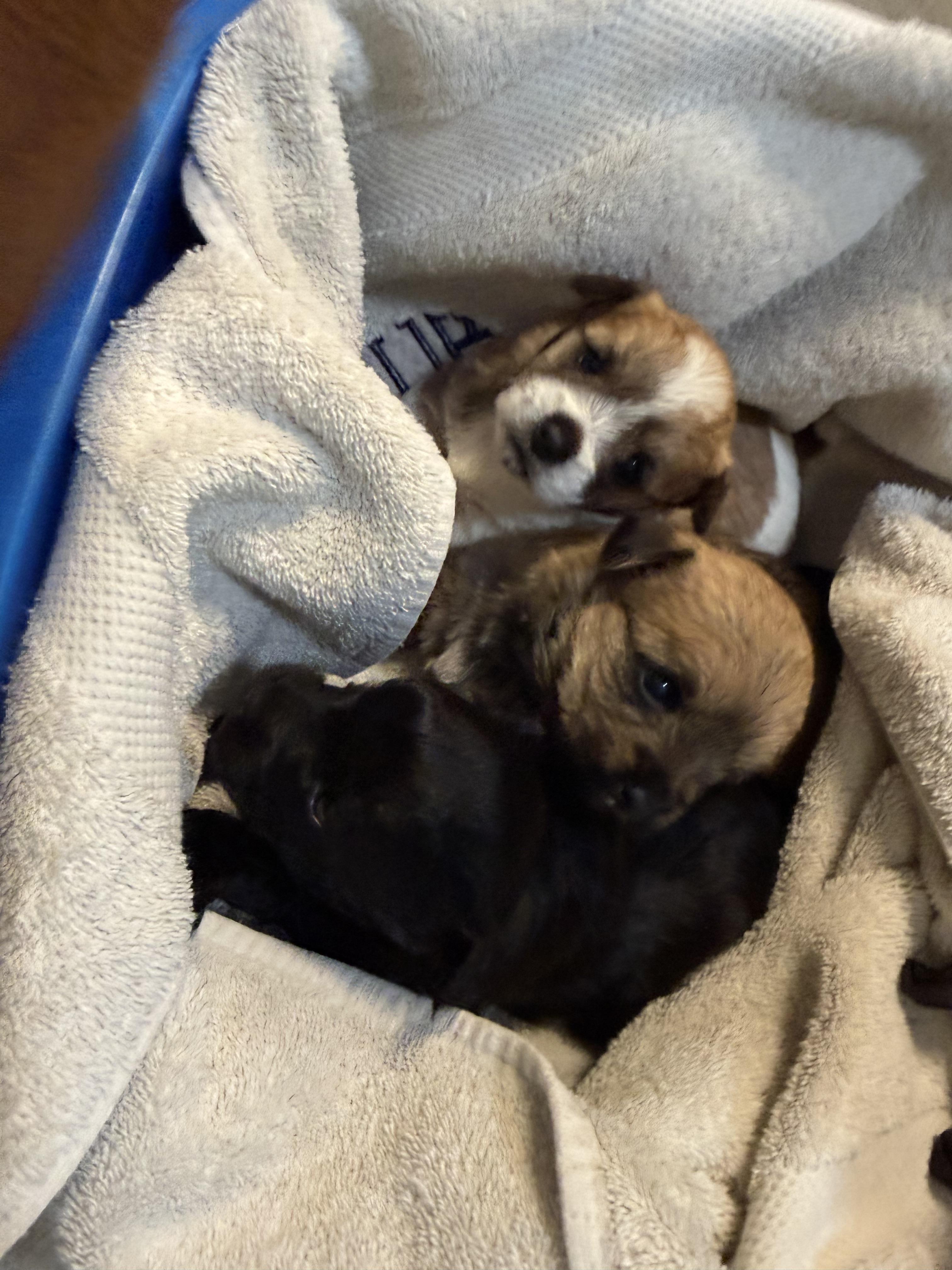 Enlarge Luna, a Adopted mixed breed in Hillsborough, NC image 4/5