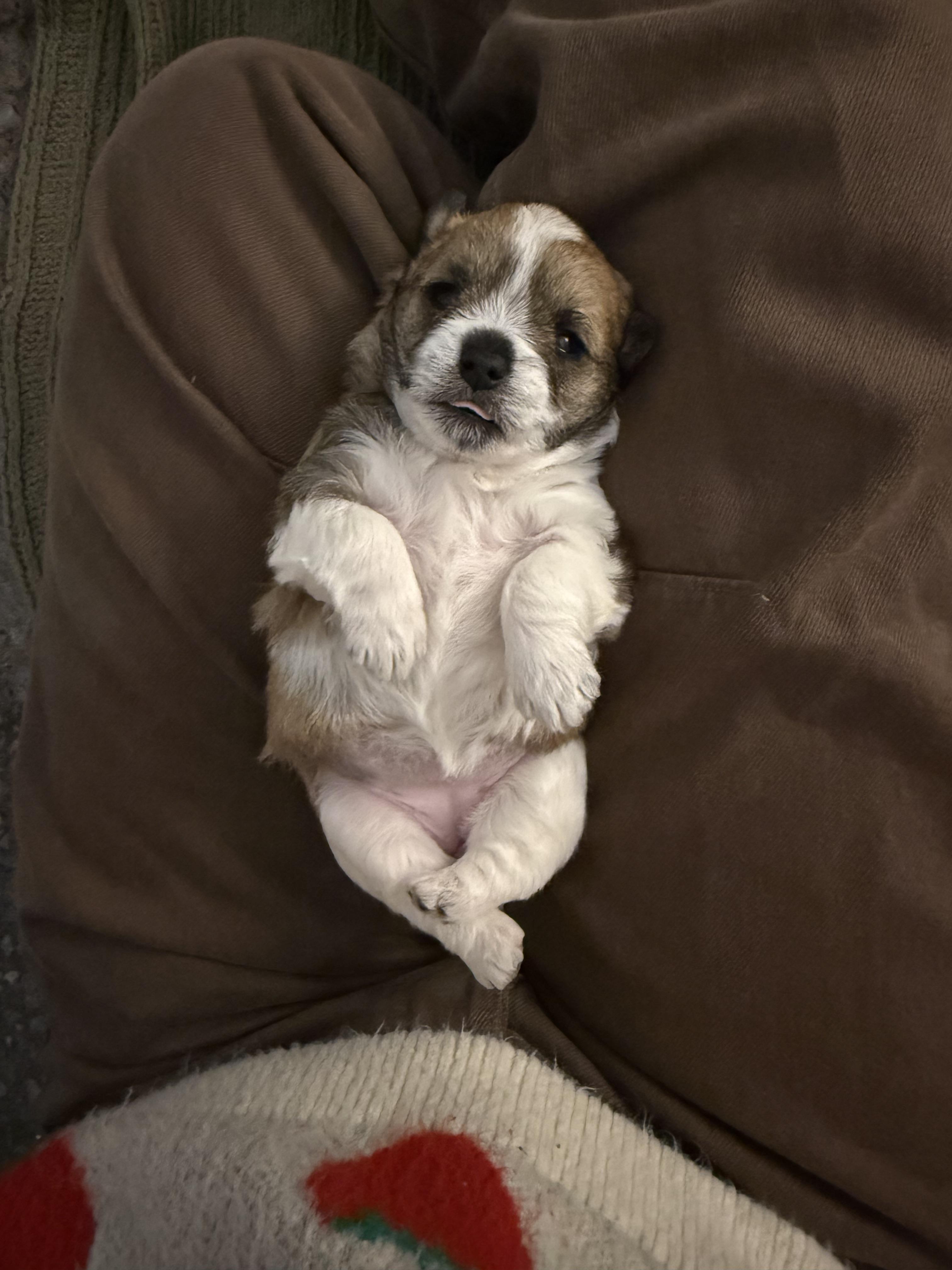 Enlarge Luna, a Adopted mixed breed in Hillsborough, NC image 5/5