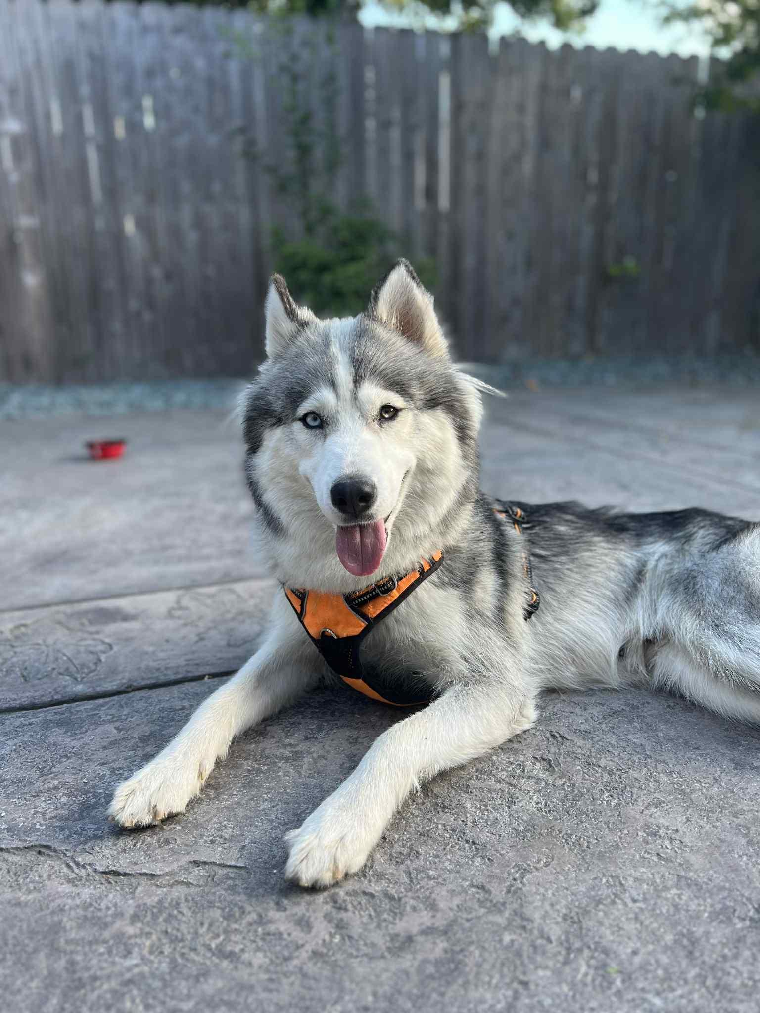Xena, Adoptable, Adult Female Siberian Husky.