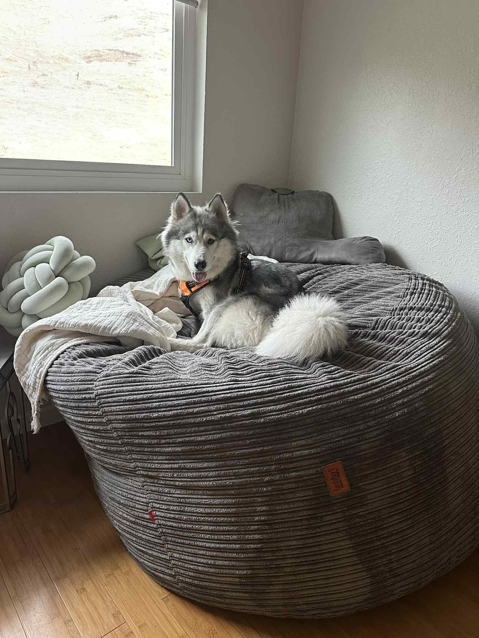 Xena, a Adoptable Siberian Husky in San Ramon, CA image 3/6